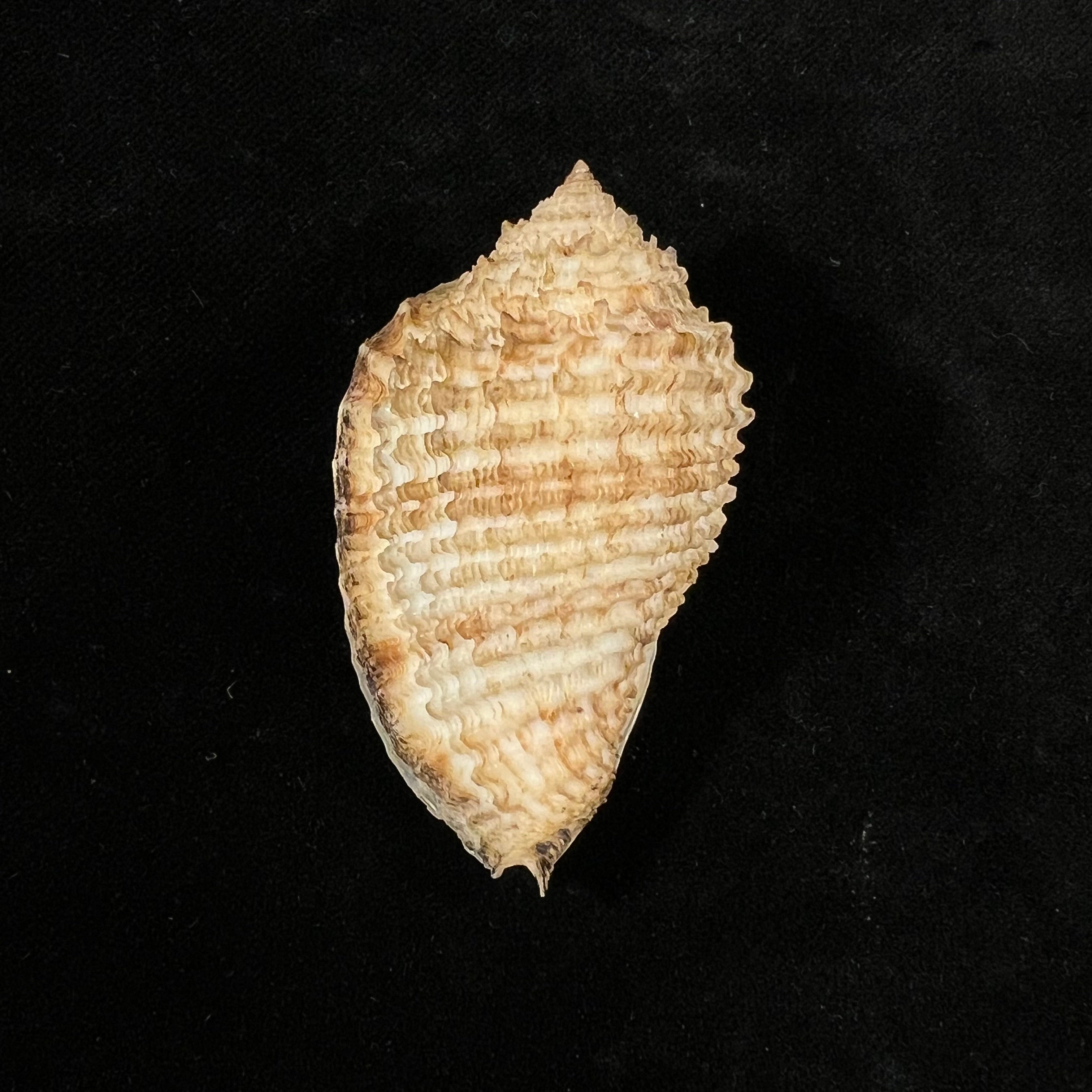 大莫鲁姆 (A. Adams, 1855) - 57,2mm