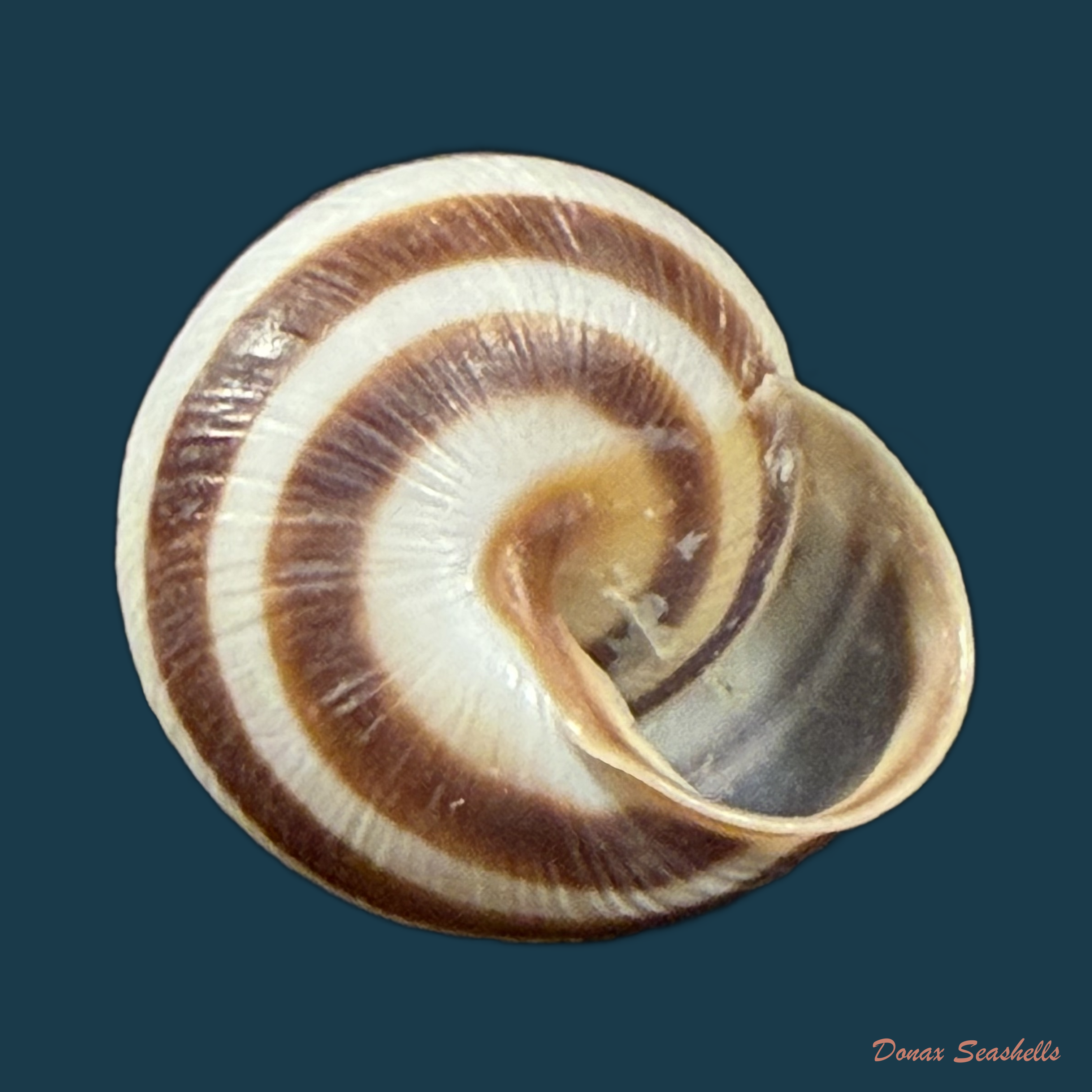 Caucasotachea vindobonensis (C. Pfeiffer, 1828) - 23,1mm