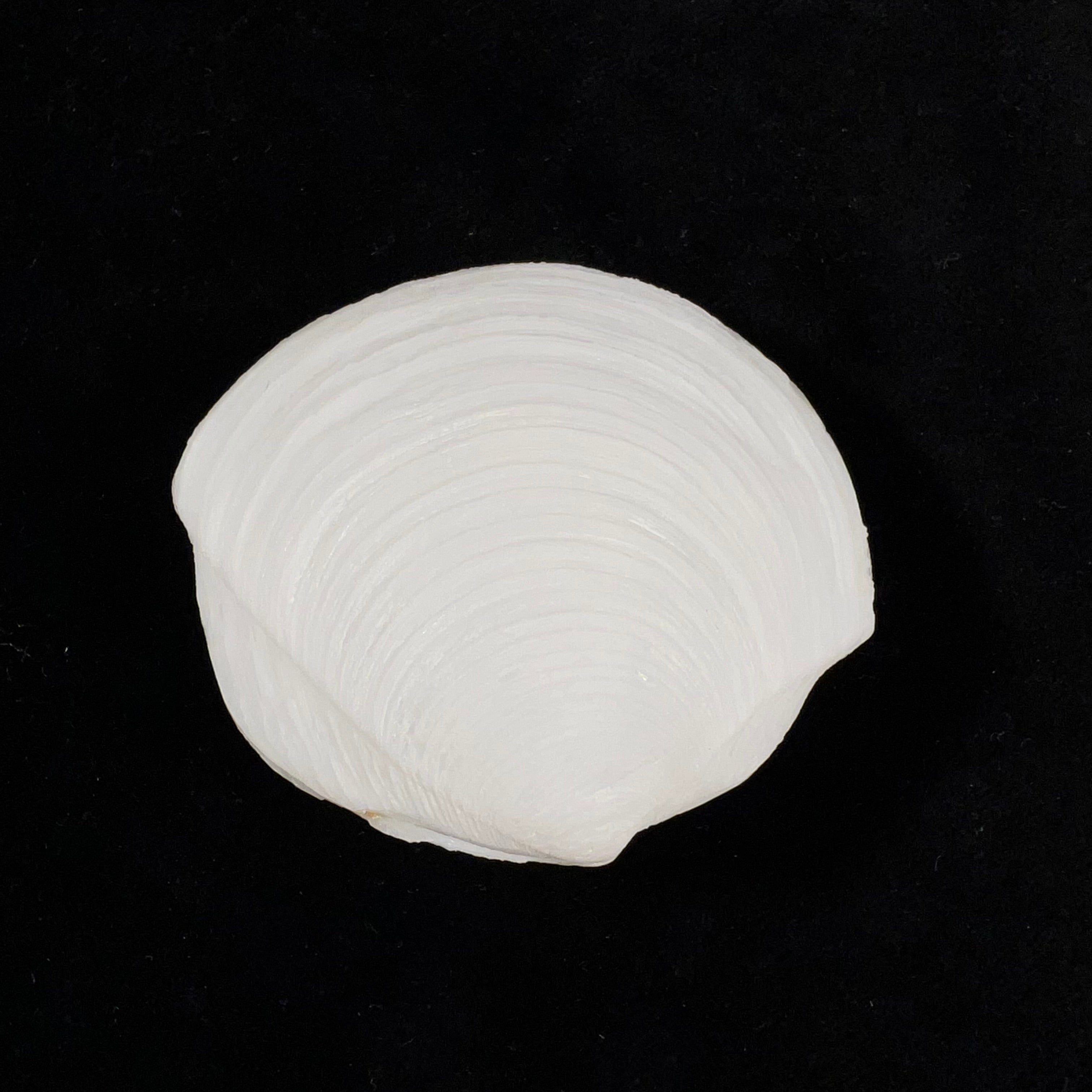 Phacoides pectinatus (Gmelin, 1791) - 57,4mm