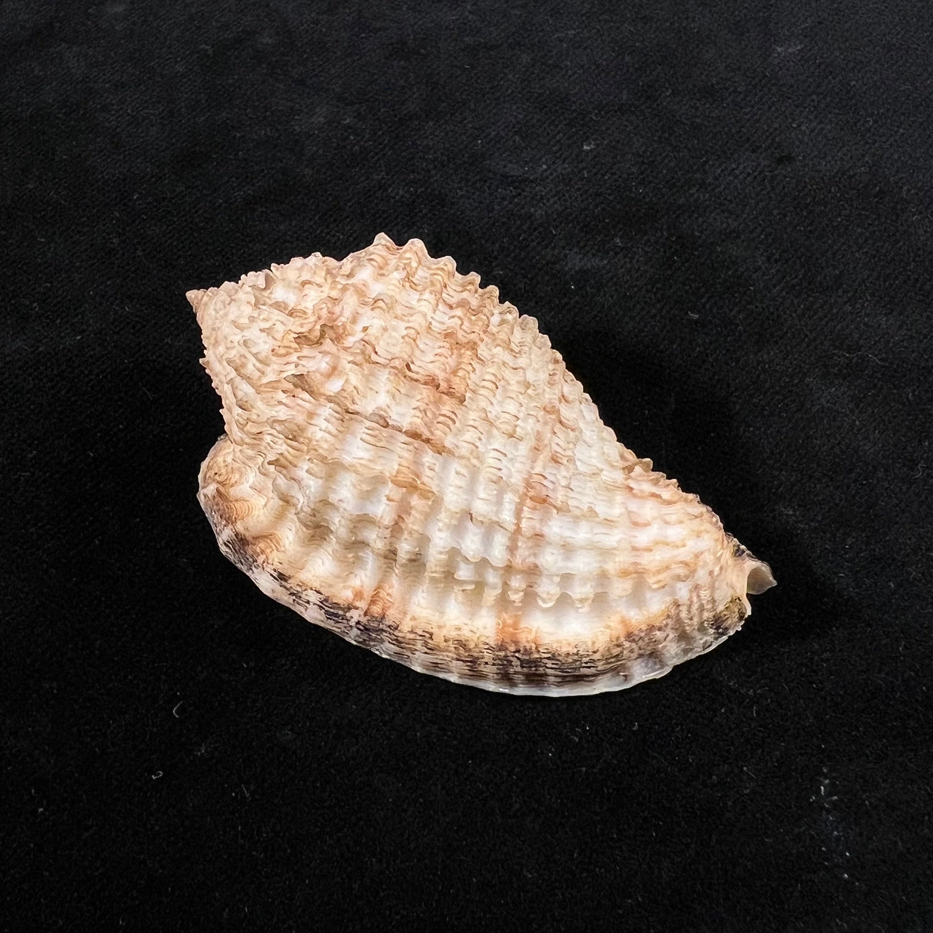 大莫鲁姆 (A. Adams, 1855) - 57,2mm
