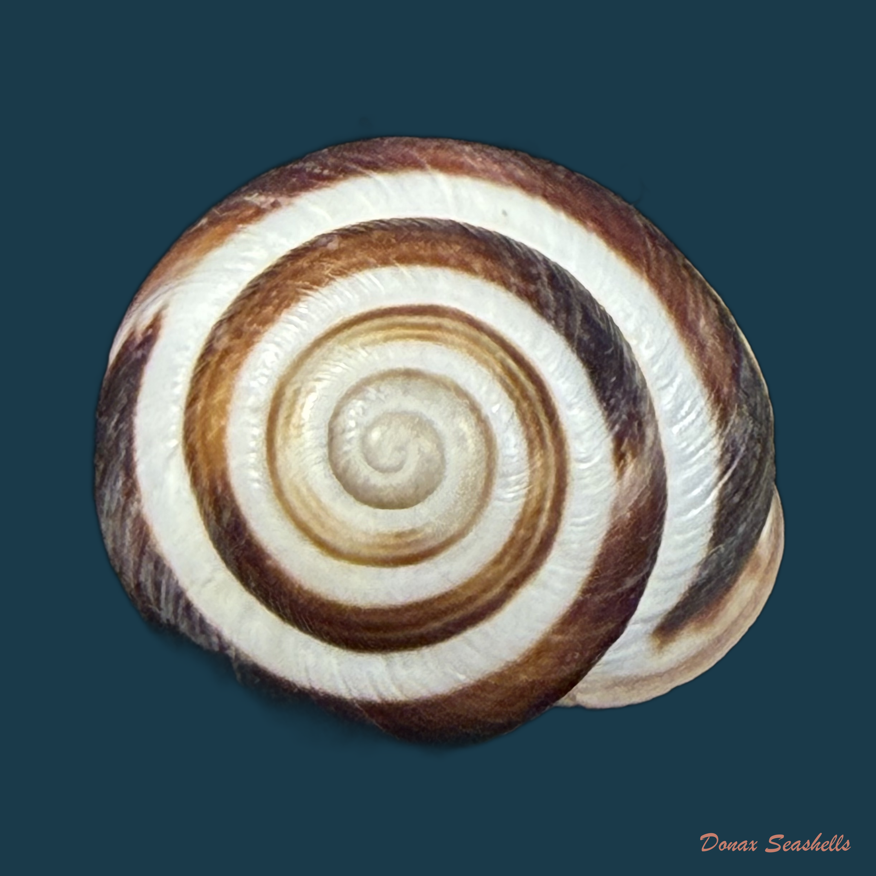 Caucasotachea vindobonensis (C. Pfeiffer, 1828) - 22,2mm