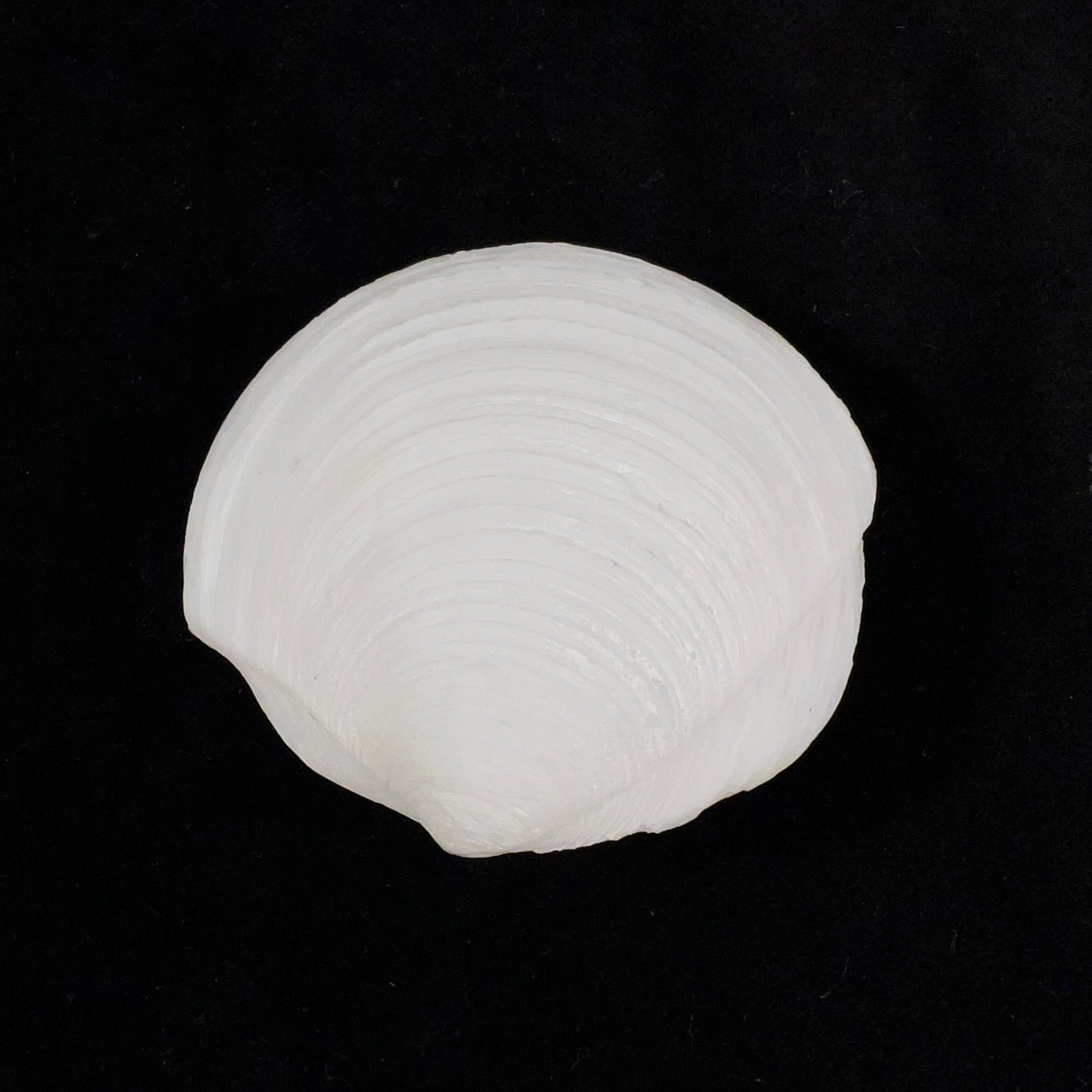 Phacoides pectinatus (Gmelin, 1791) - 57,4mm