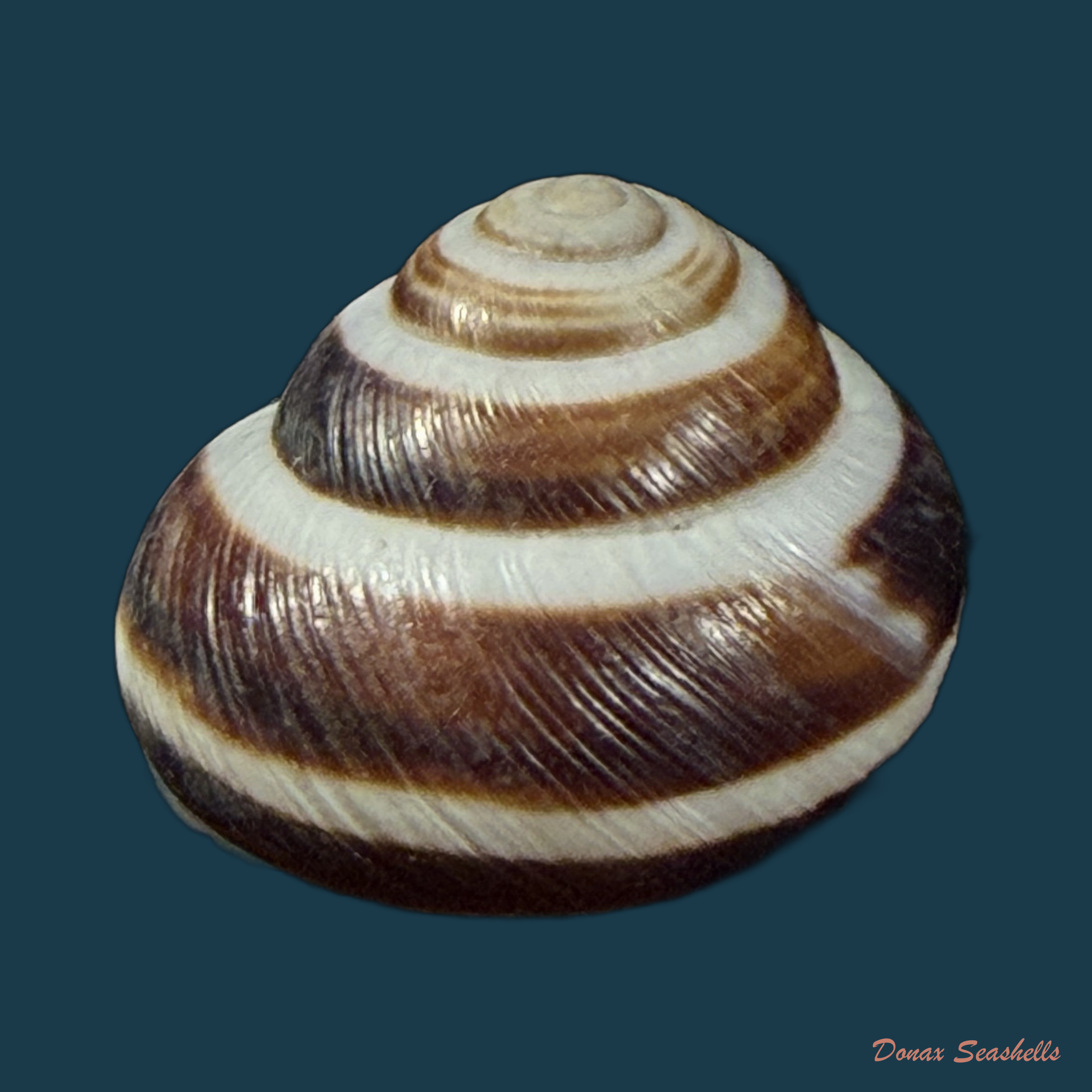 Caucasotachea vindobonensis (C. Pfeiffer, 1828) - 22,2mm