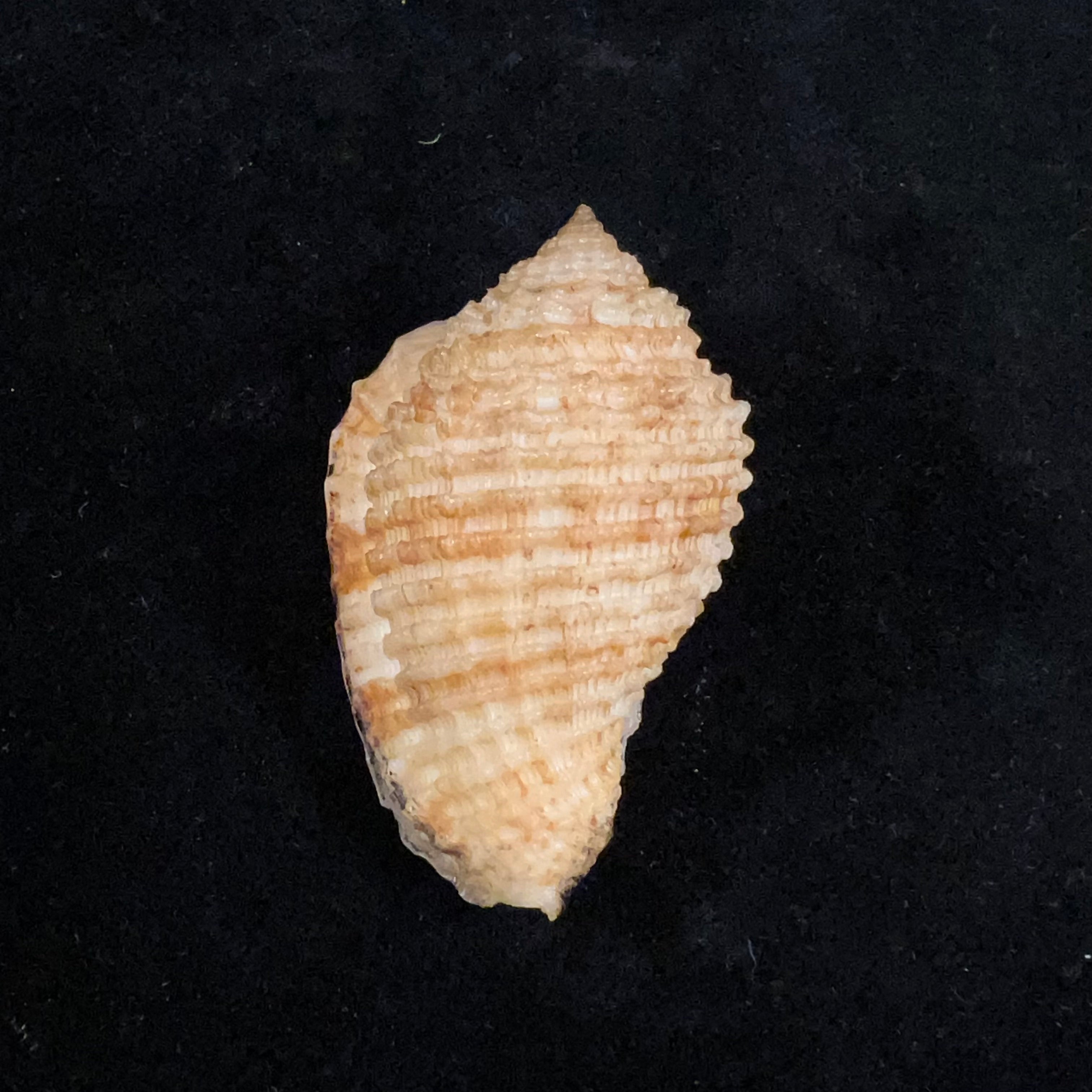 Morum grande (A. Adams, 1855) - 53,3mm