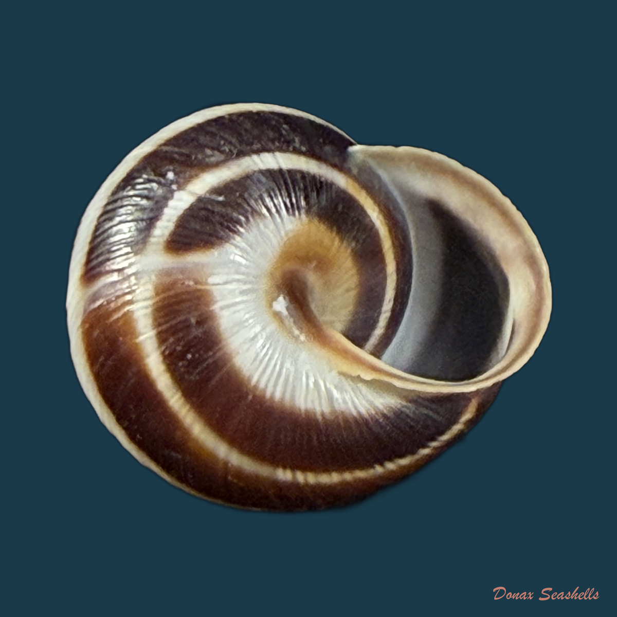 Caucasotachea vindobonensis (C. Pfeiffer, 1828) - 22,2mm