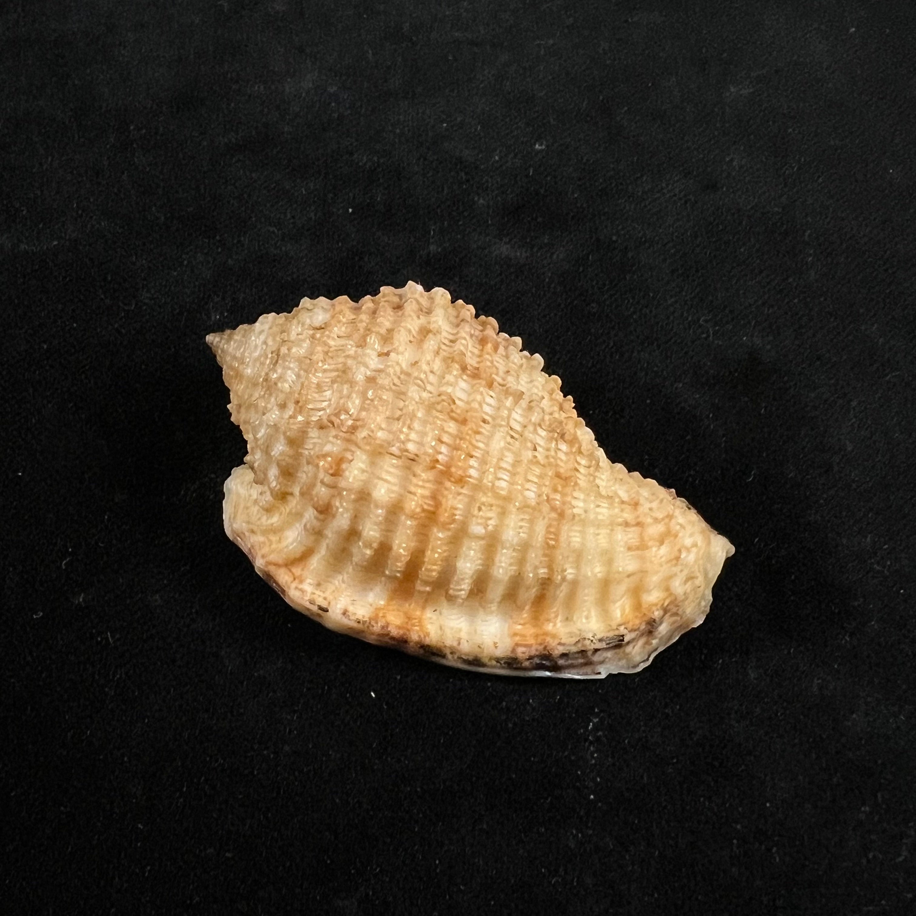 Morum grande (A. Adams, 1855) - 53,3mm