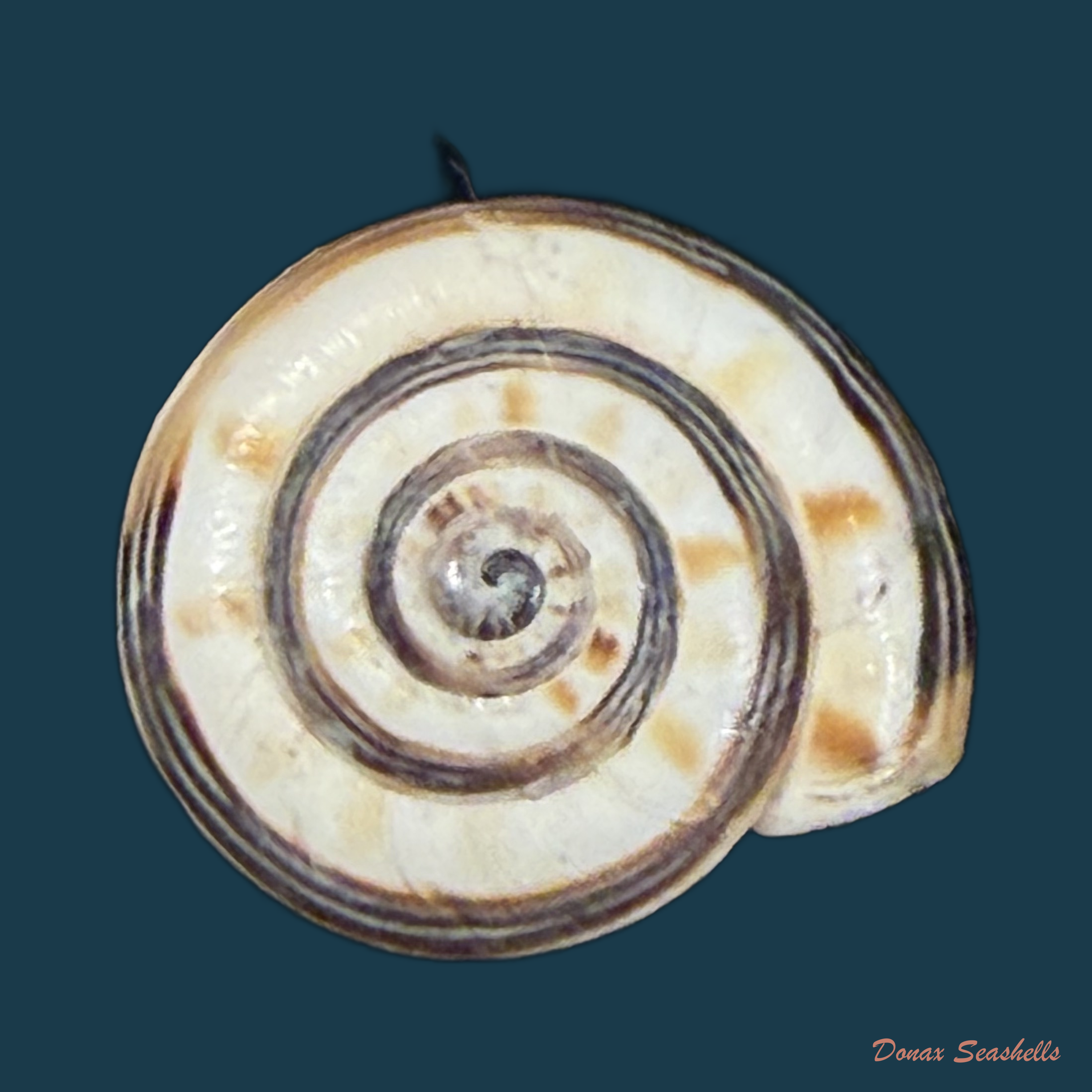Theba sacchii E. Gittenberger & Ripken, 1987 - 15,4mm