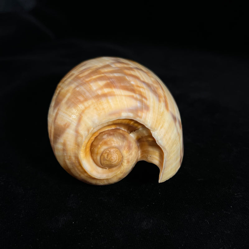 Cymbium marmoratum Link, 1807 - 118,6mm