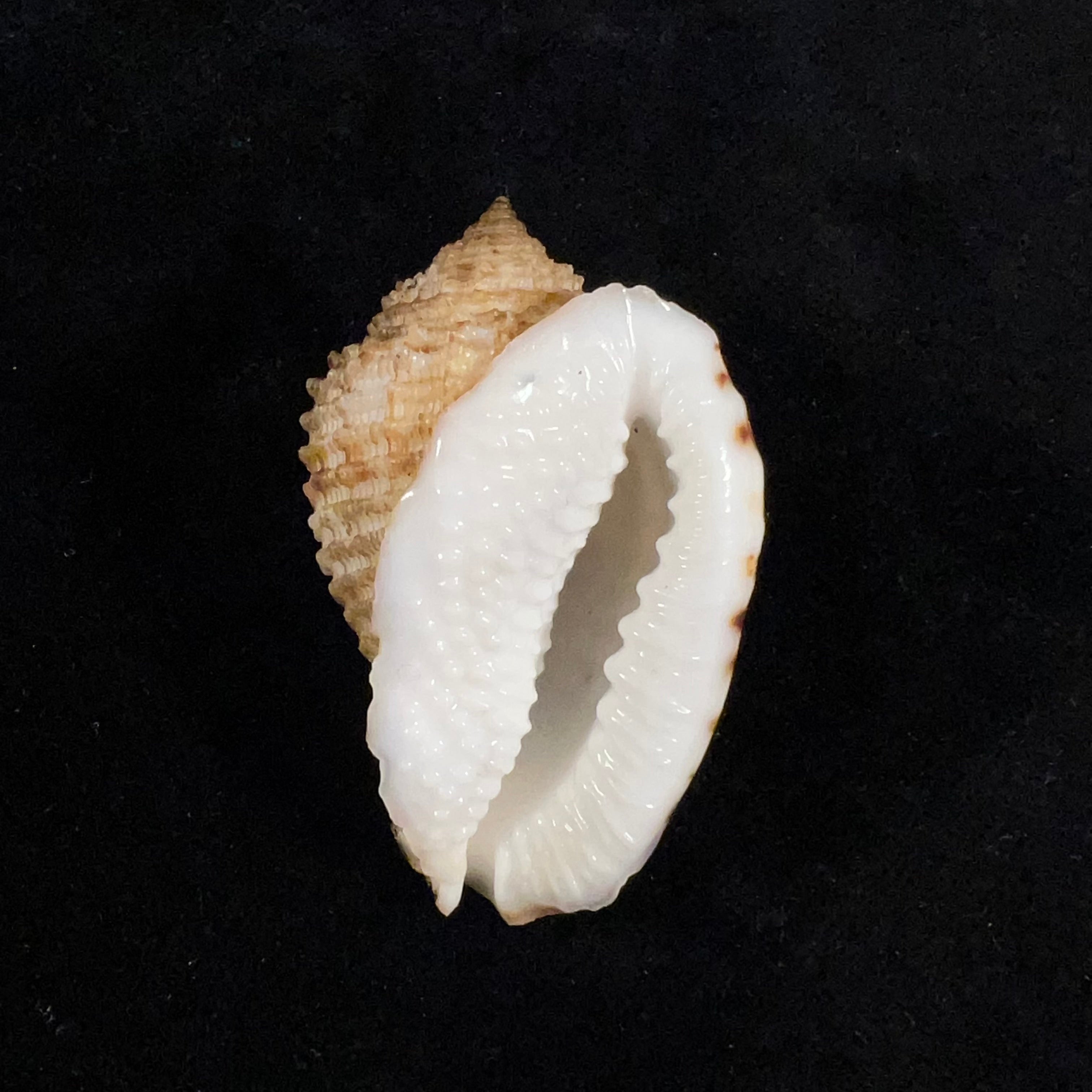 Morum grande (A. Adams, 1855) - 53,3mm