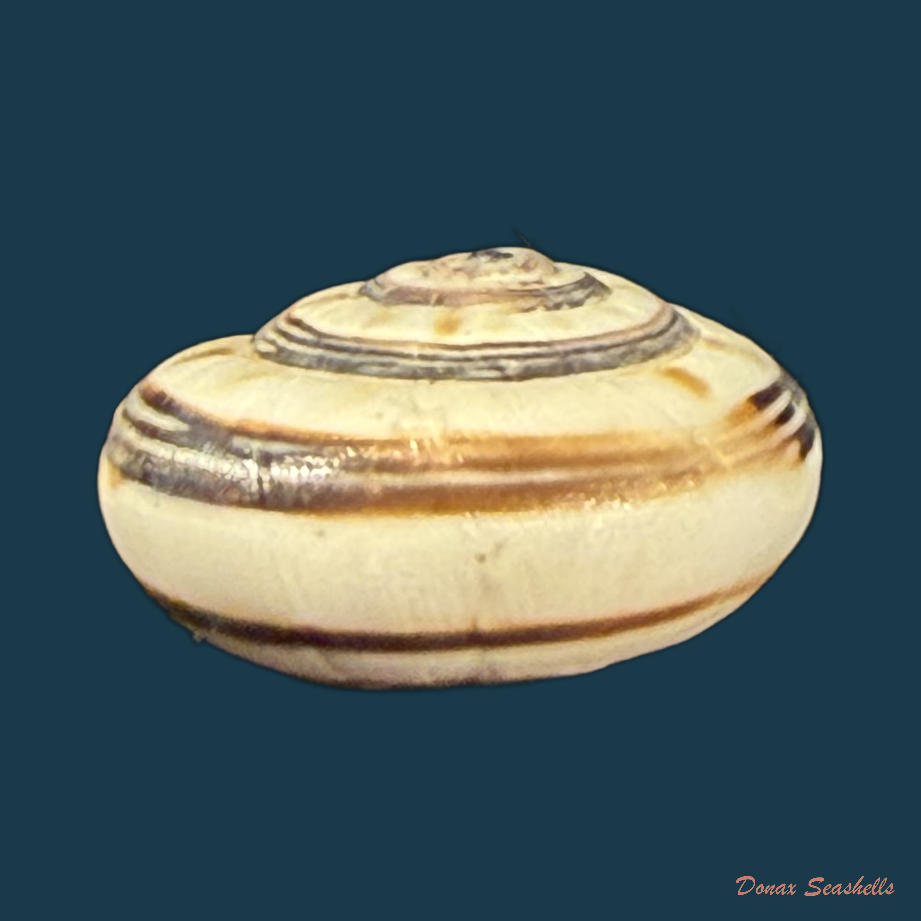 Theba sacchii E. Gittenberger & Ripken, 1987 - 15,4mm