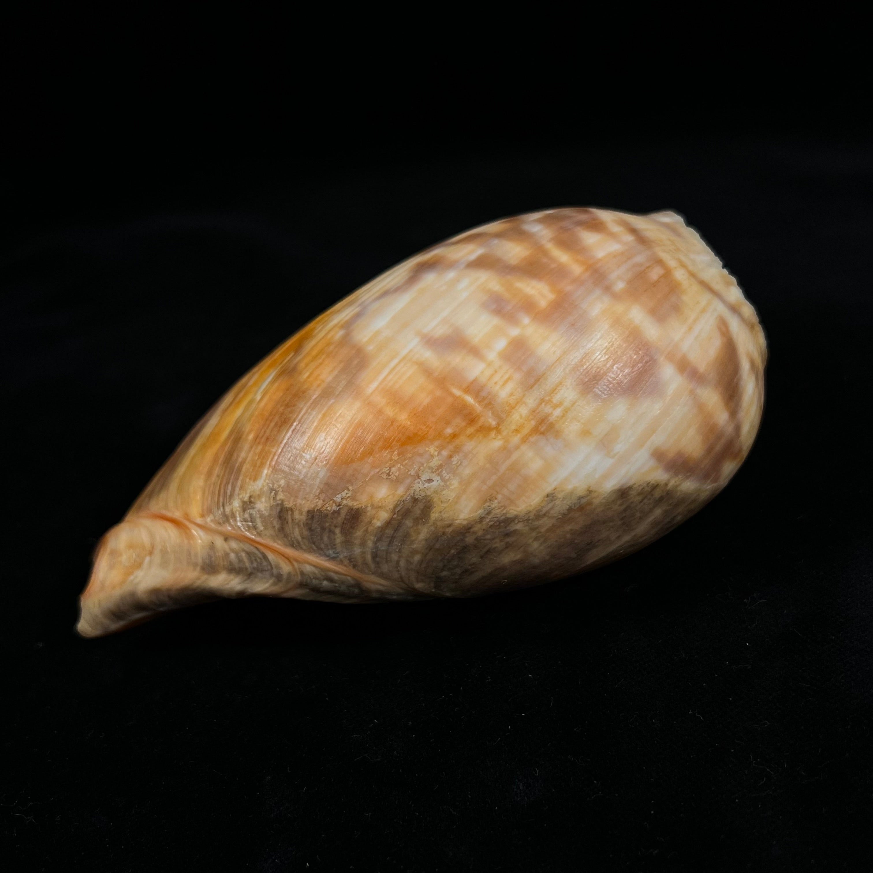 大花蕙兰 Link, 1807 - 118,6mm