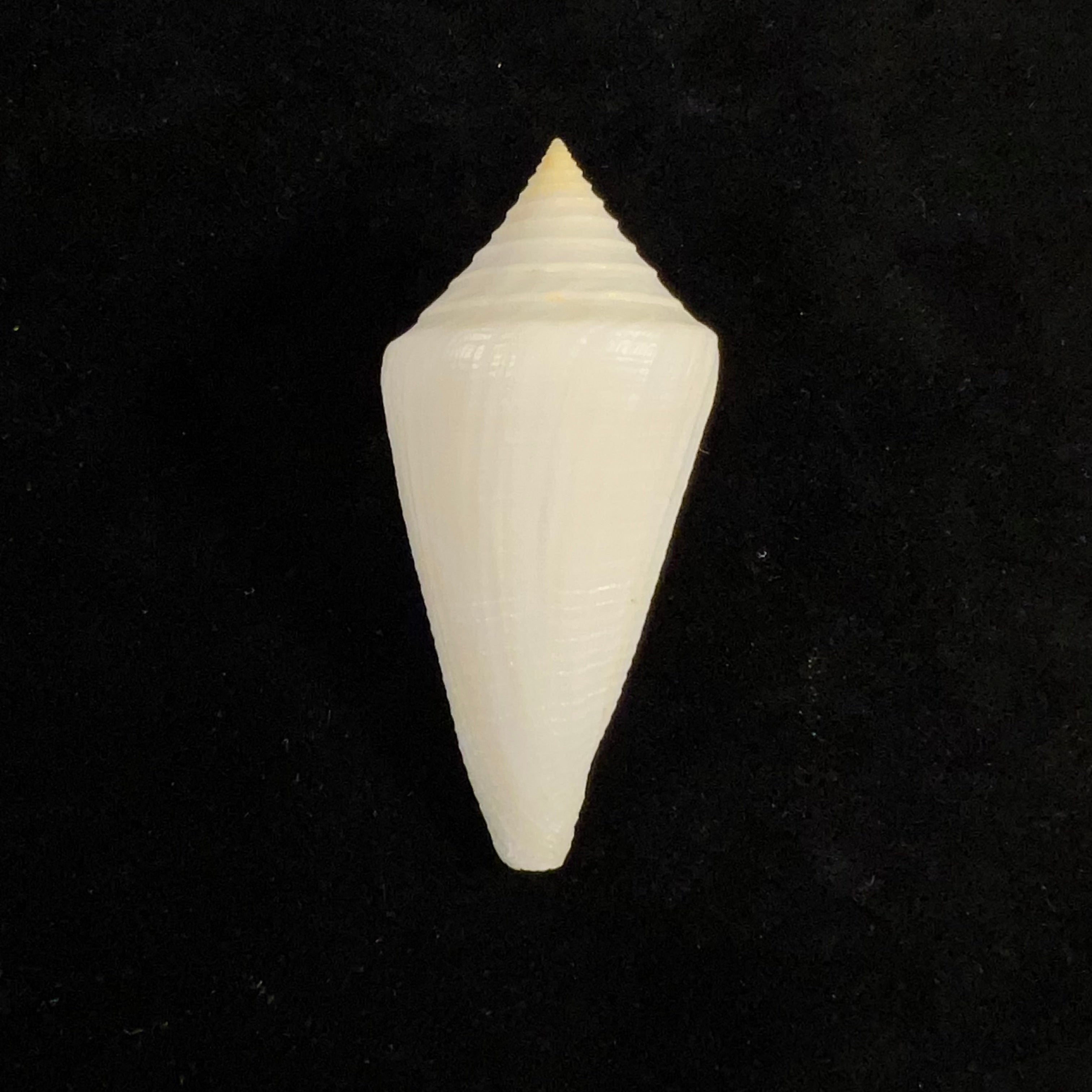 Conus coltrorum (Petuch & R. F. Myers, 2014) - 65,5mm