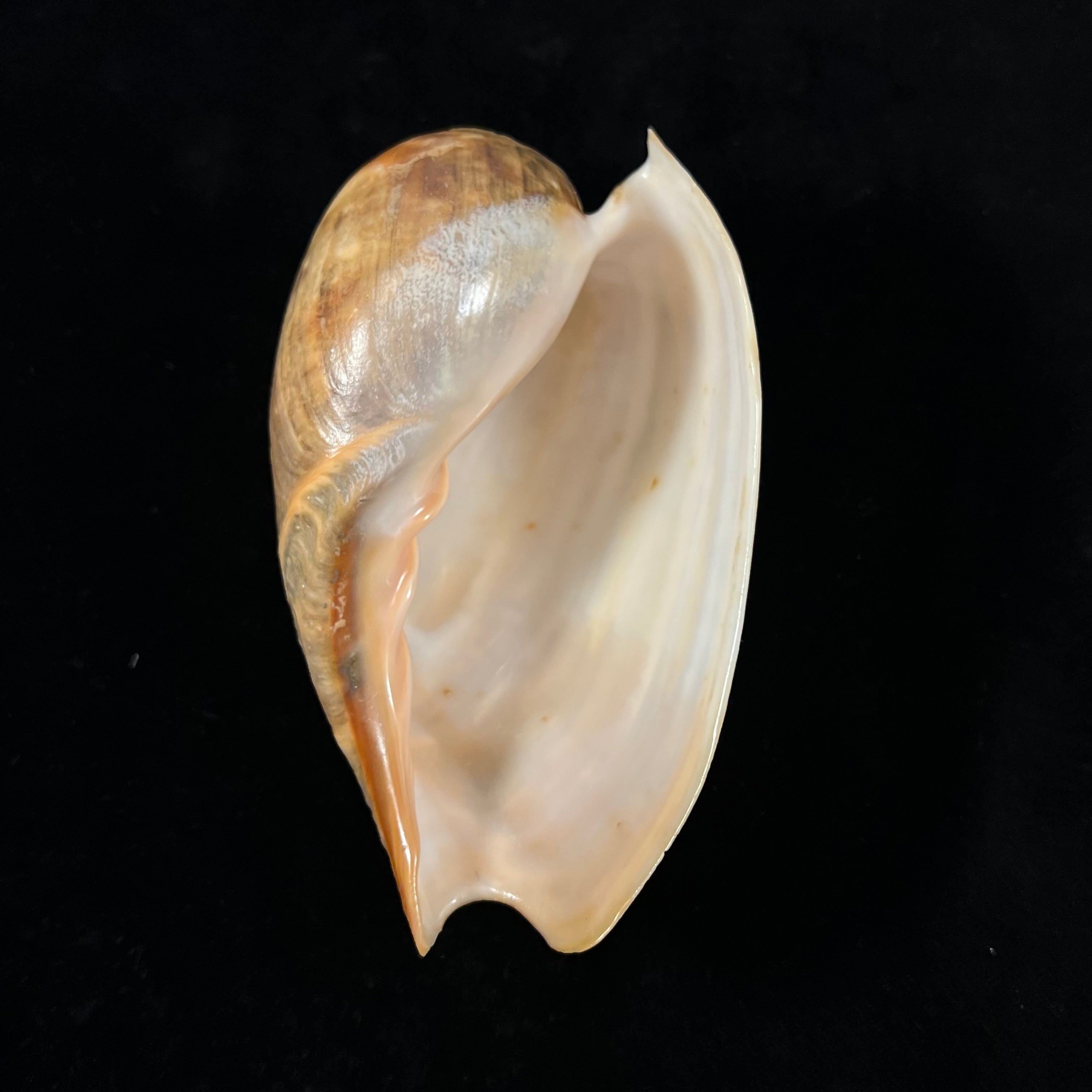 大花蕙兰 Link, 1807 - 118,6mm