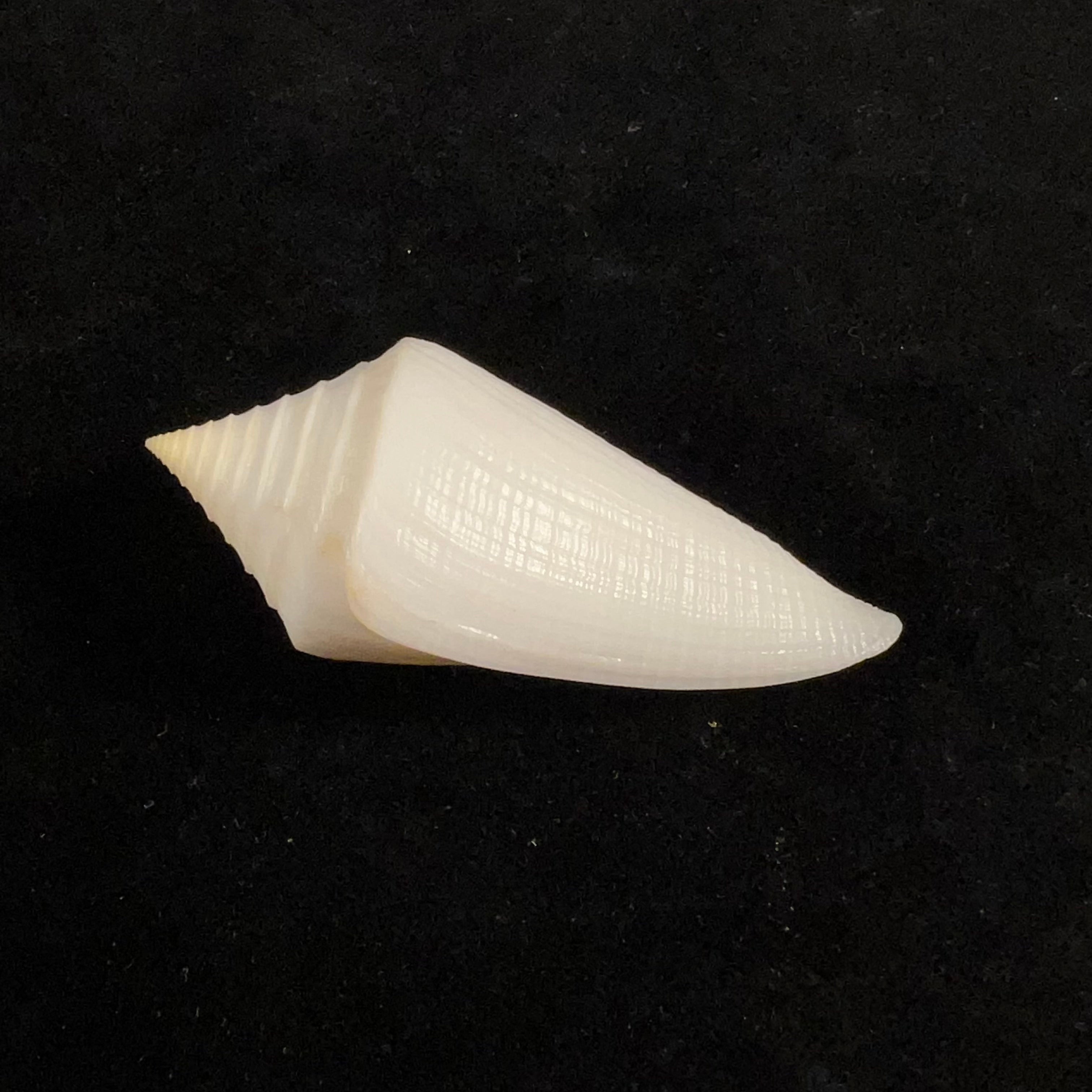 Conus coltrorum (Petuch & R. F. Myers, 2014) - 65,5mm