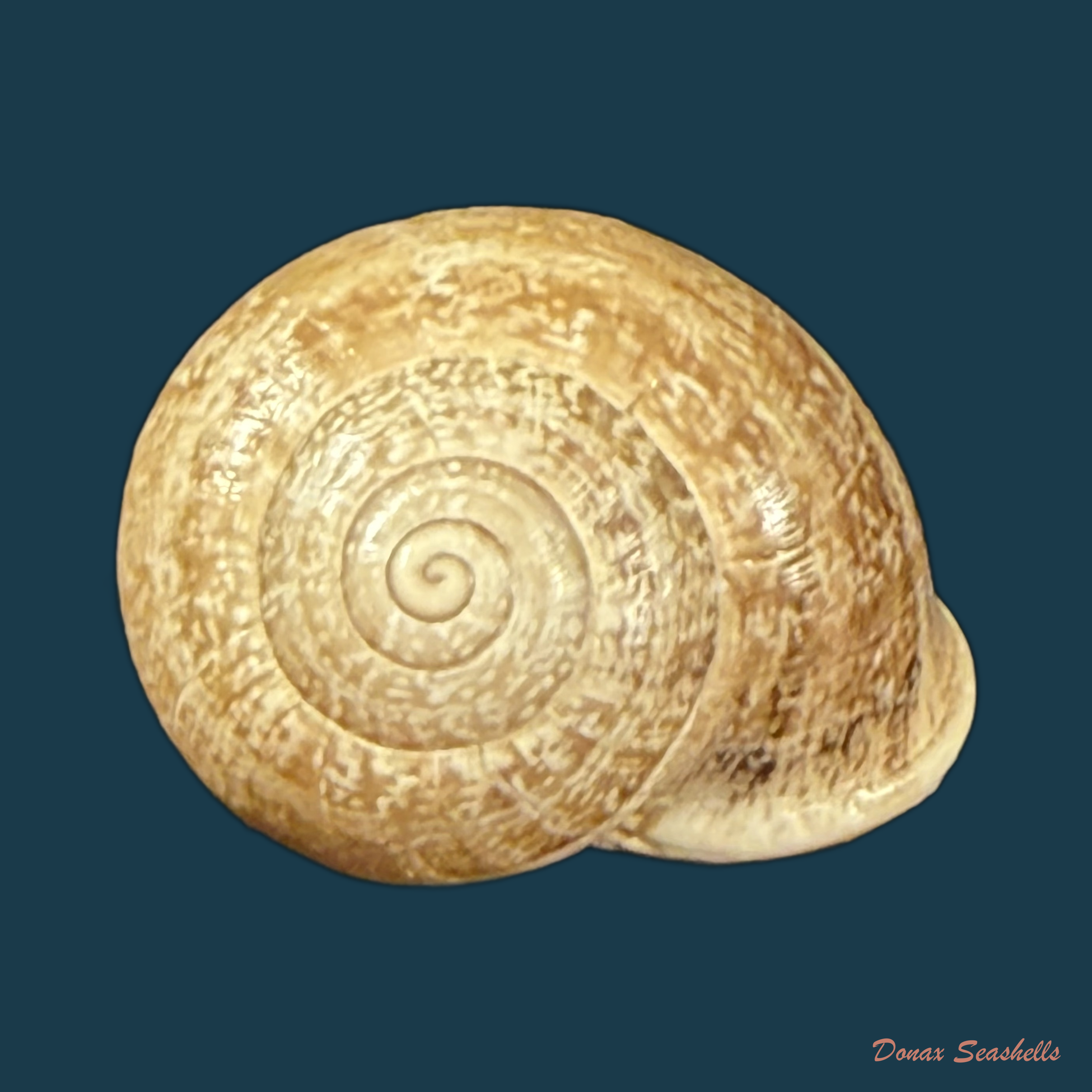 Otala lactea (O. F. Müller, 1774) - 30,5mm