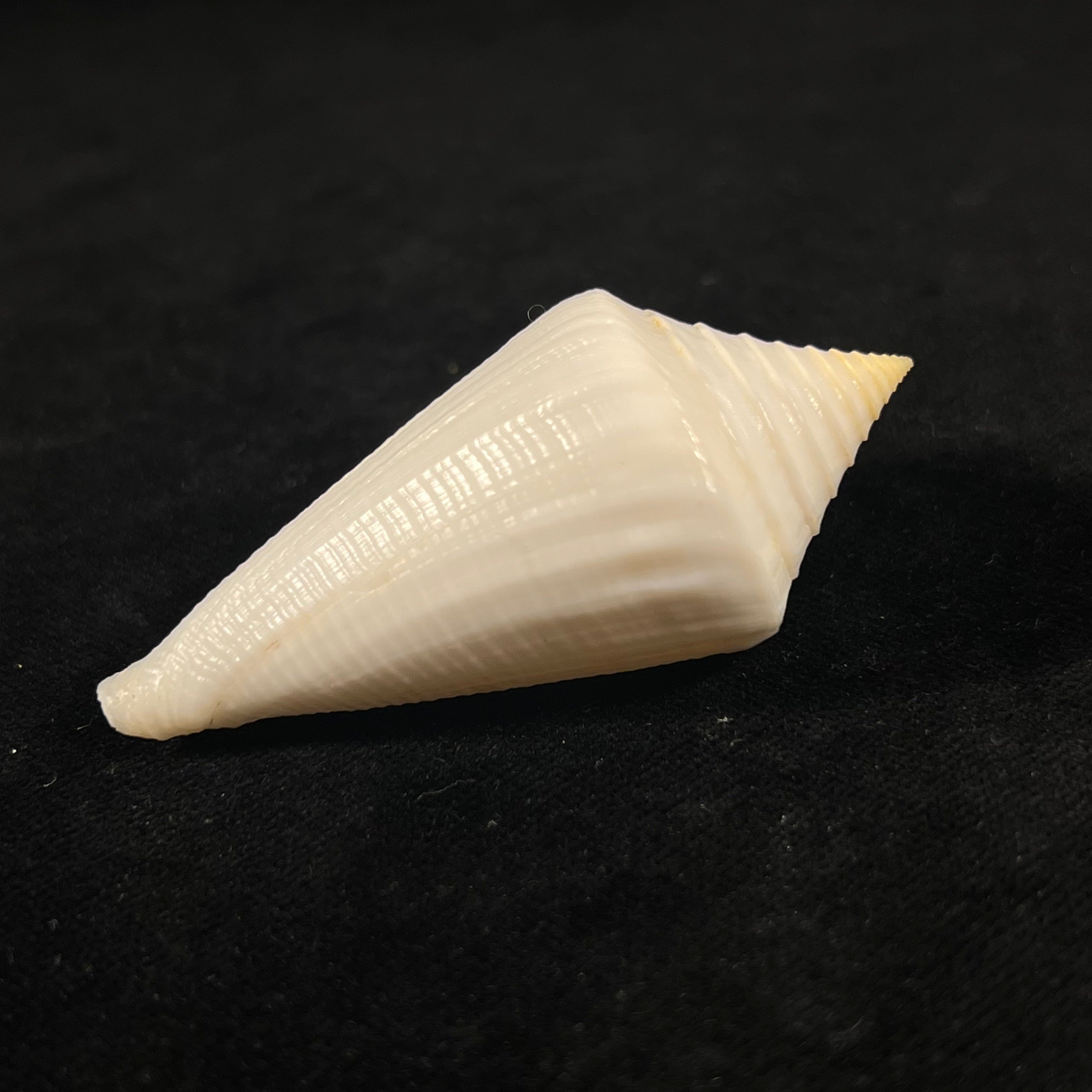 Conus coltrorum (Petuch & R. F. Myers, 2014) - 65,5mm
