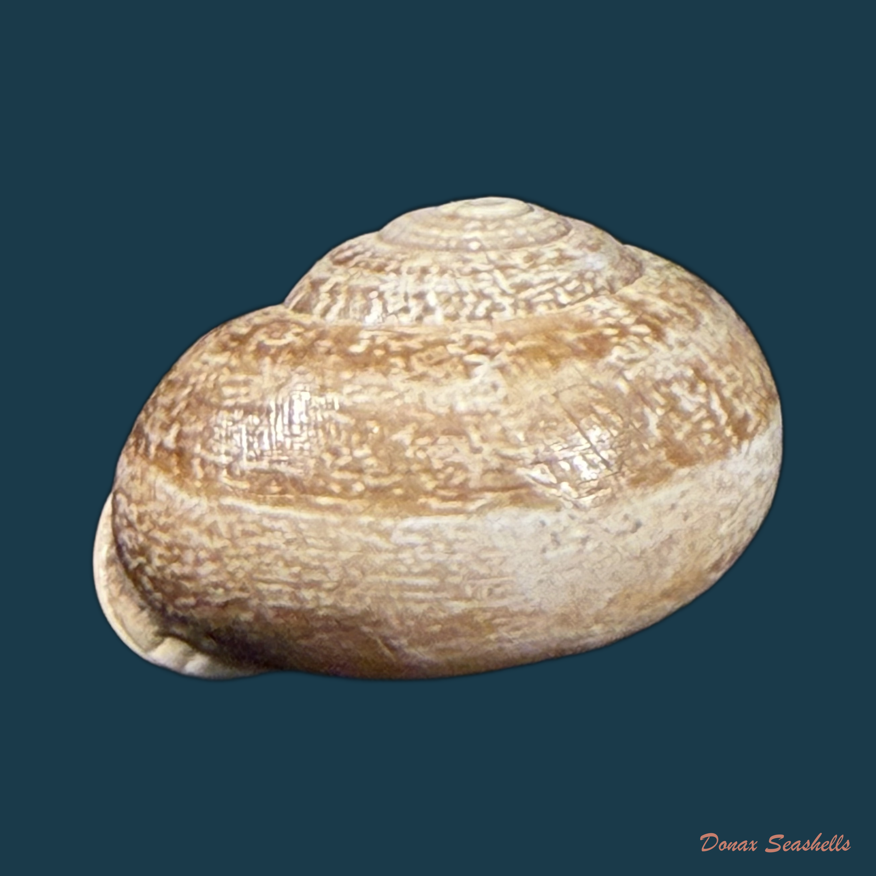 Otala lactea (O. F. Müller, 1774) - 30,5mm