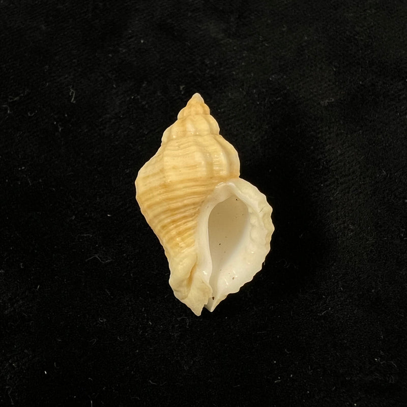 Urosalpinx haneti (Petit de la Saussaye, 1856) - 30,9mm