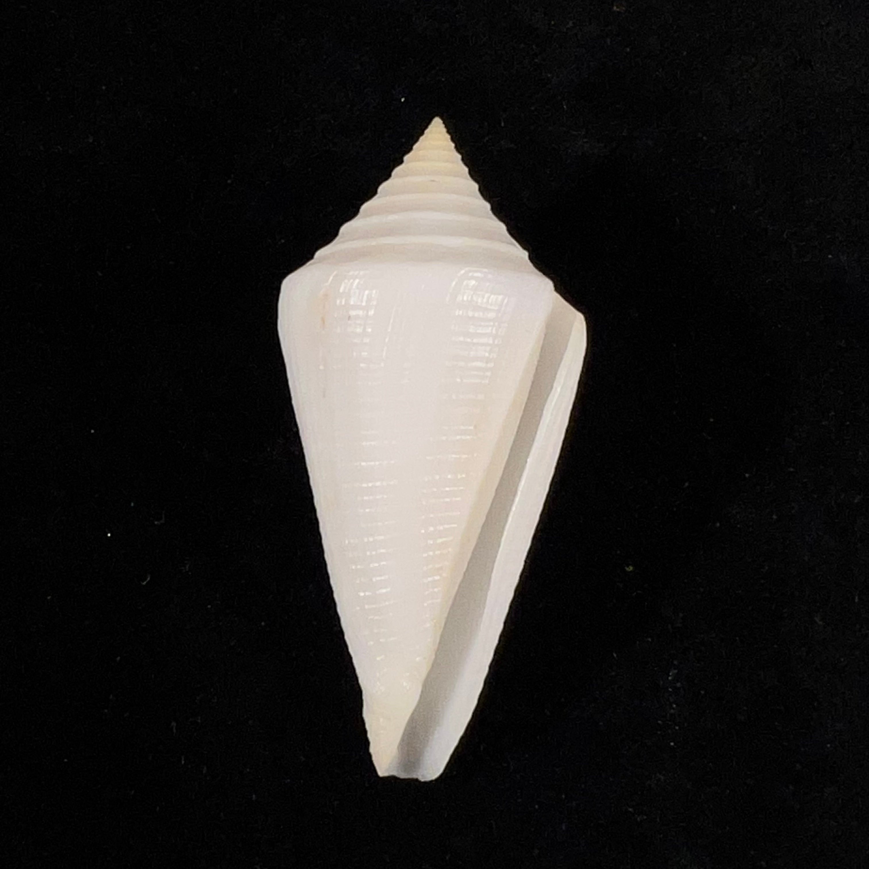 Conus coltrorum (Petuch & R. F. Myers, 2014) - 65,5mm