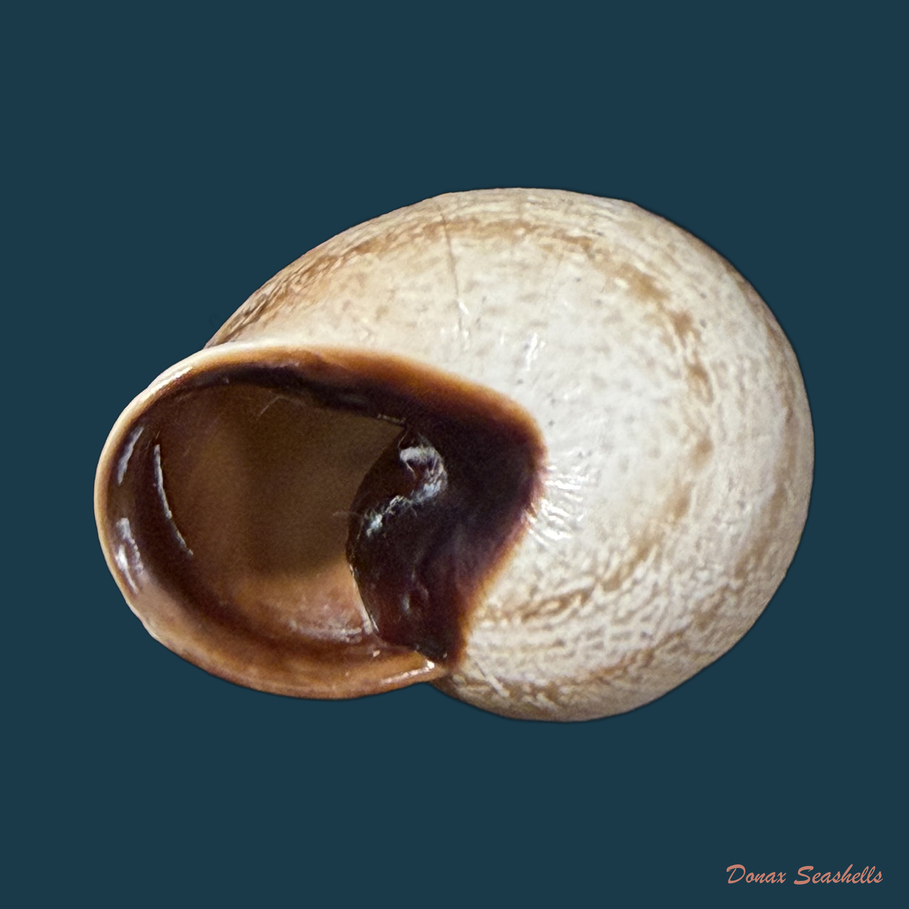 Otala lactea (O. F. Müller, 1774) - 30,5mm