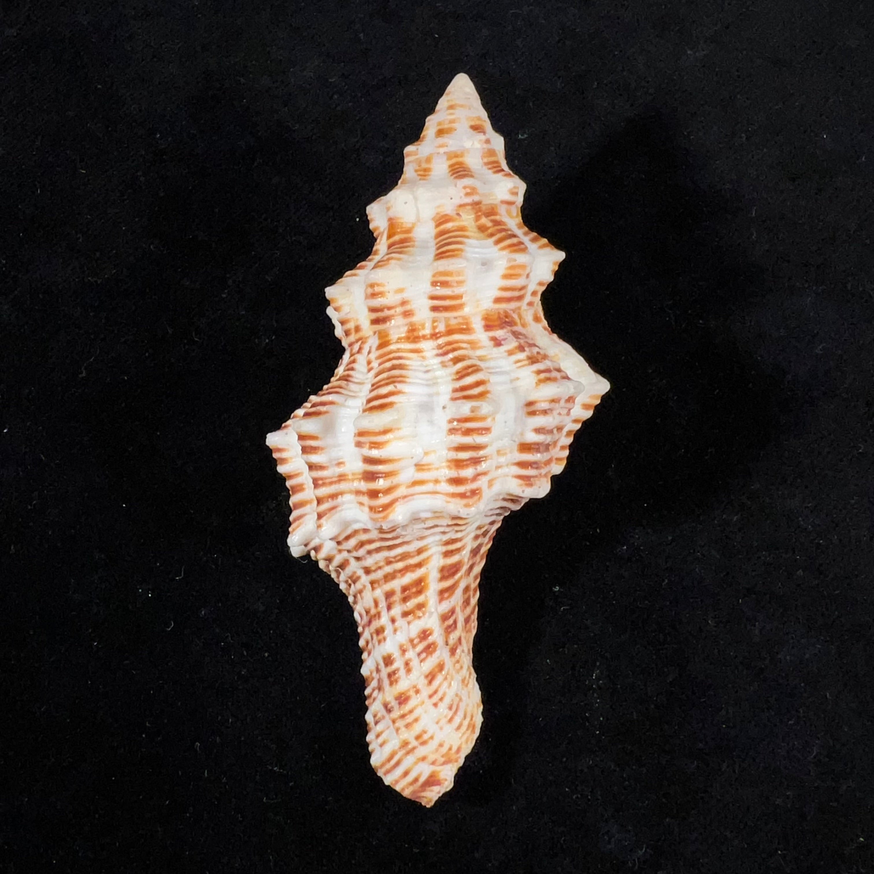 Latirus belcheri (Reeve, 1847) - 87,3mm