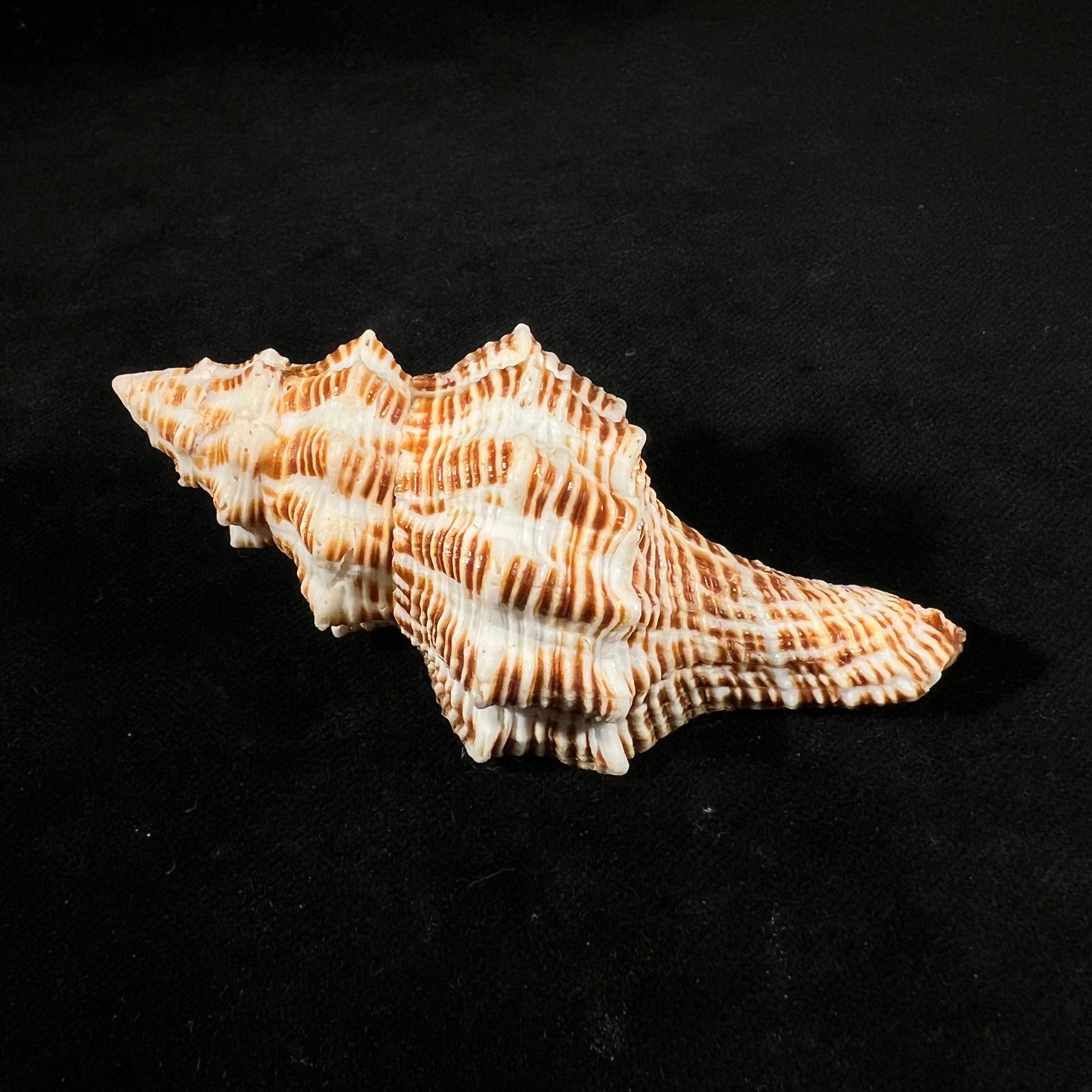 Latirus belcheri (Reeve, 1847) - 87,3mm