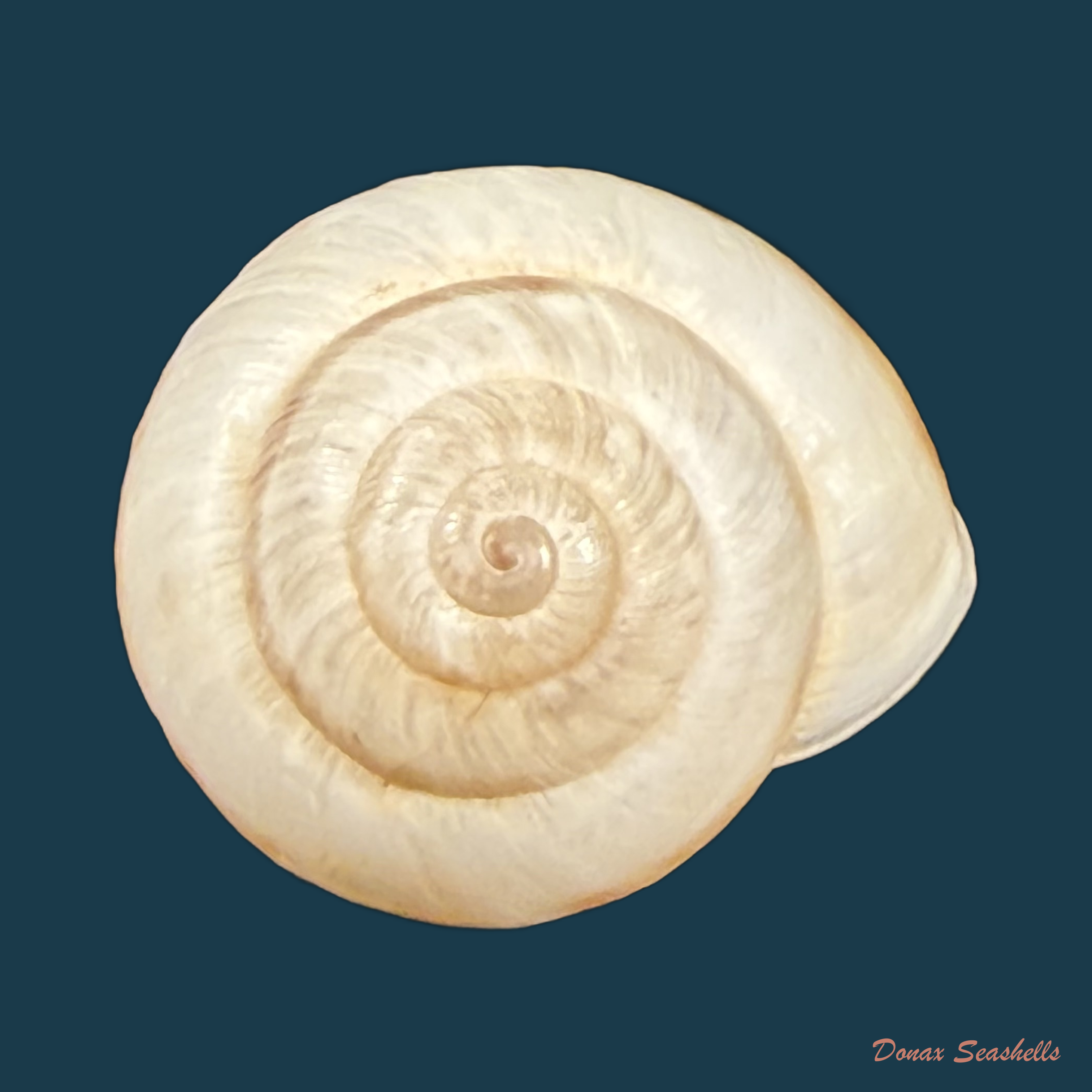 Pseudotachea coquandi (Morelet, 1880) - 20,6mm