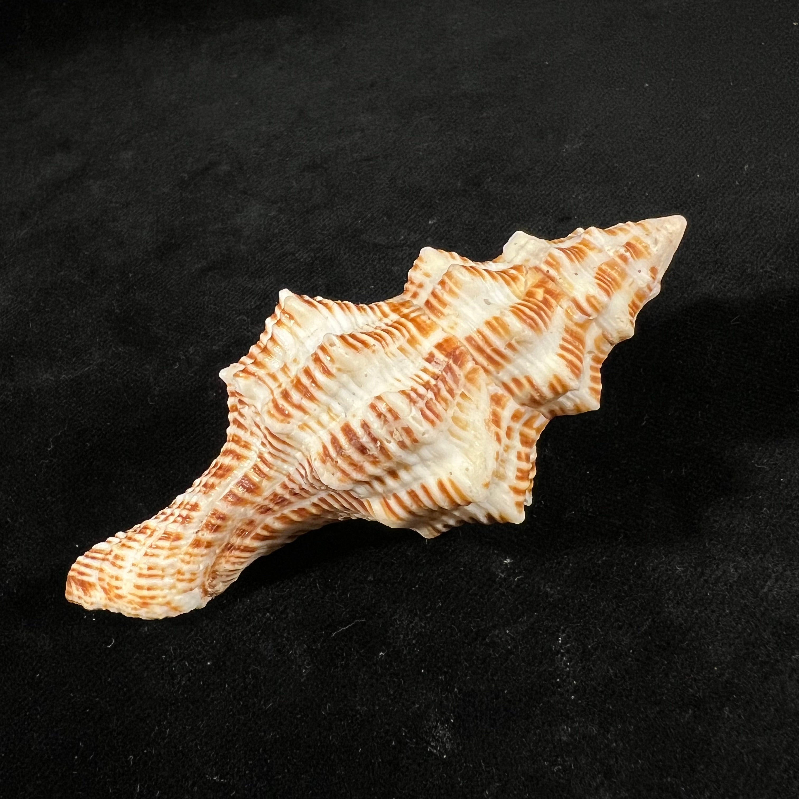 Latirus belcheri (Reeve, 1847) - 87,3mm