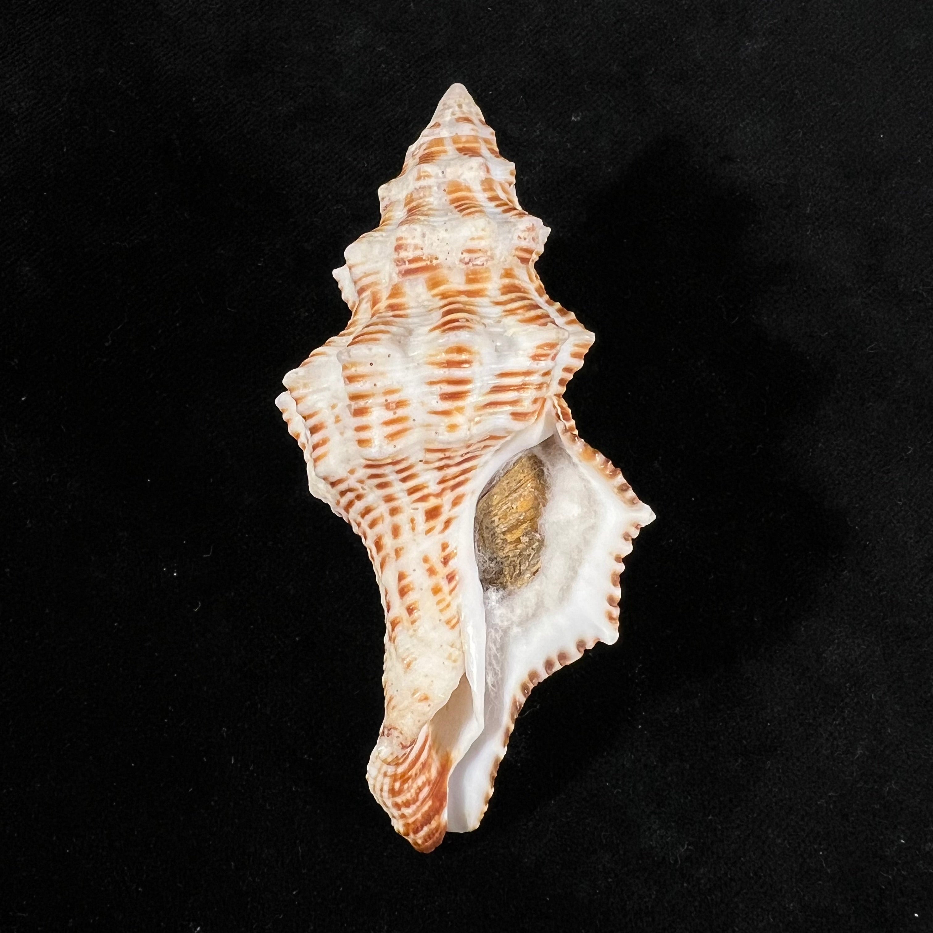 Latirus belcheri (Reeve, 1847) - 87,3mm