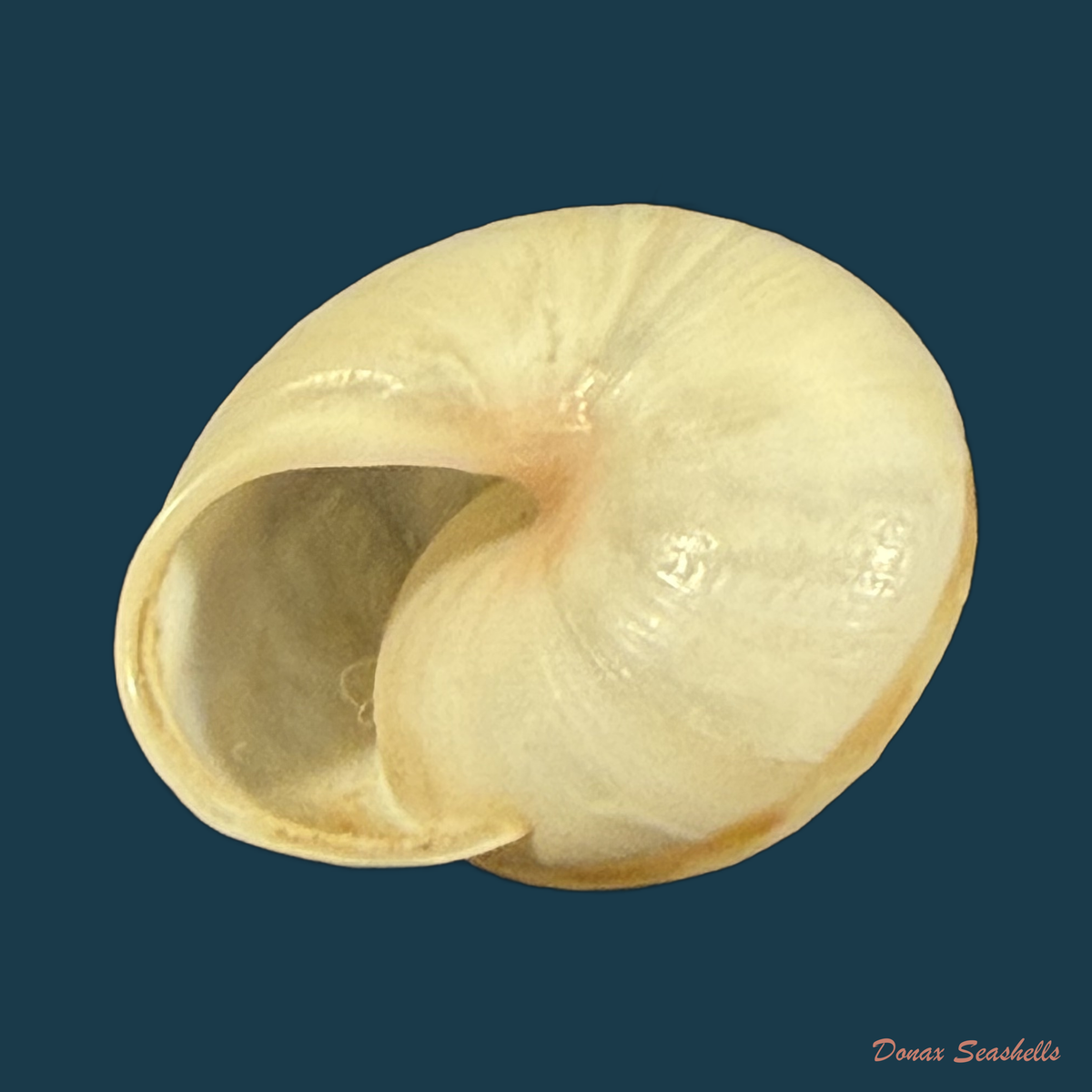 Pseudotachea coquandi (Morelet, 1880) - 20,6mm