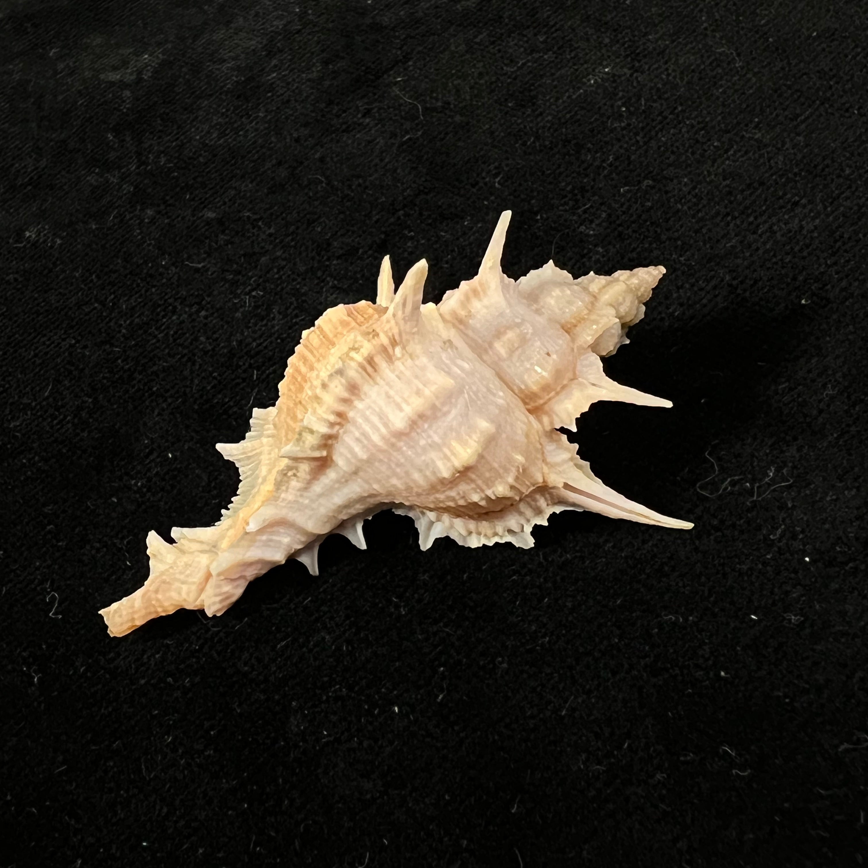 Siratus formosus (G. B. Sowerby II, 1841) - 55,9mm