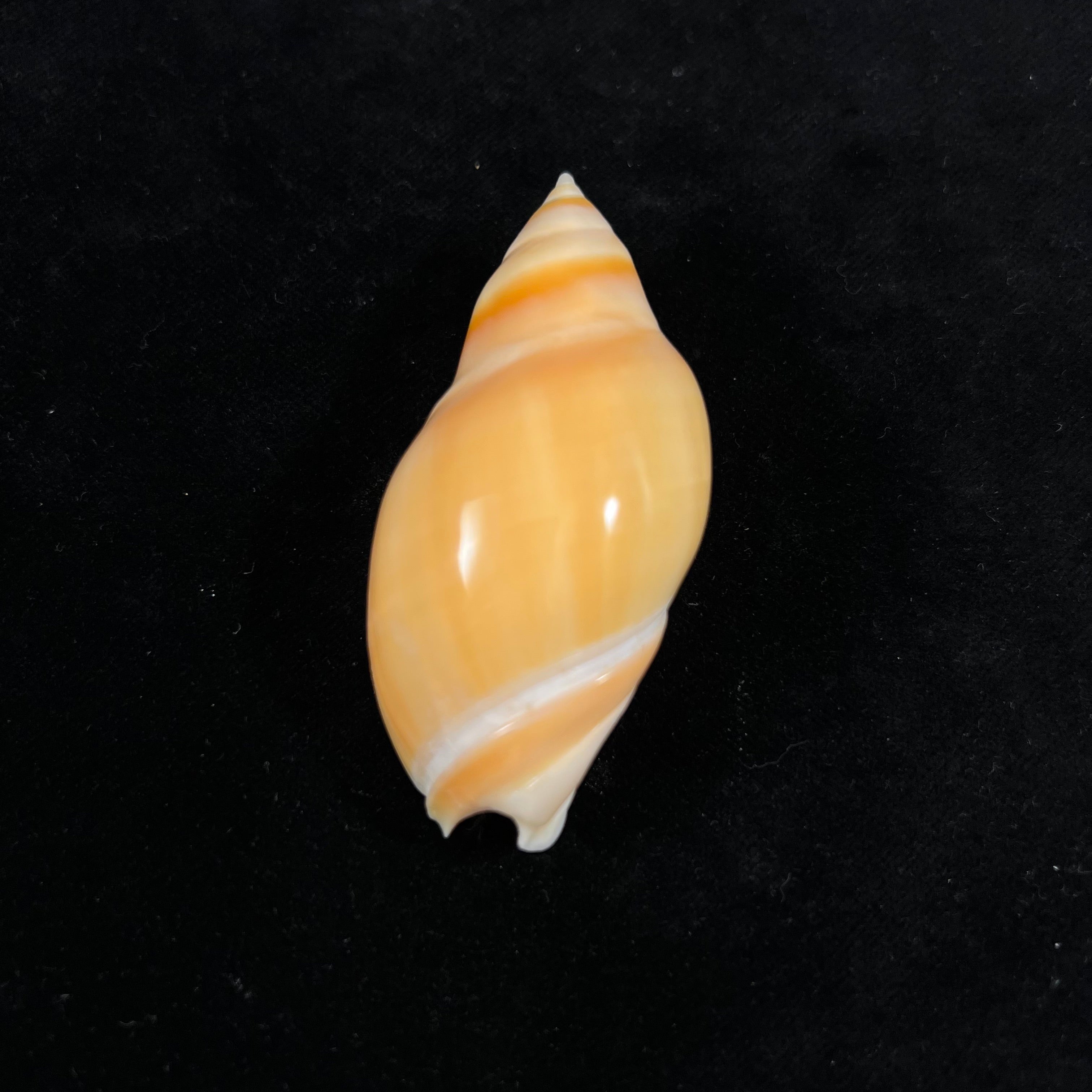 Eburna glabrata (Linnaeus, 1758) - 69,5mm