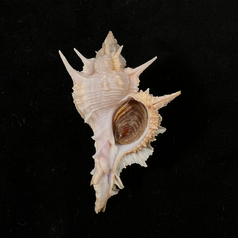 Siratus formosus (G. B. Sowerby II, 1841) - 55,9mm