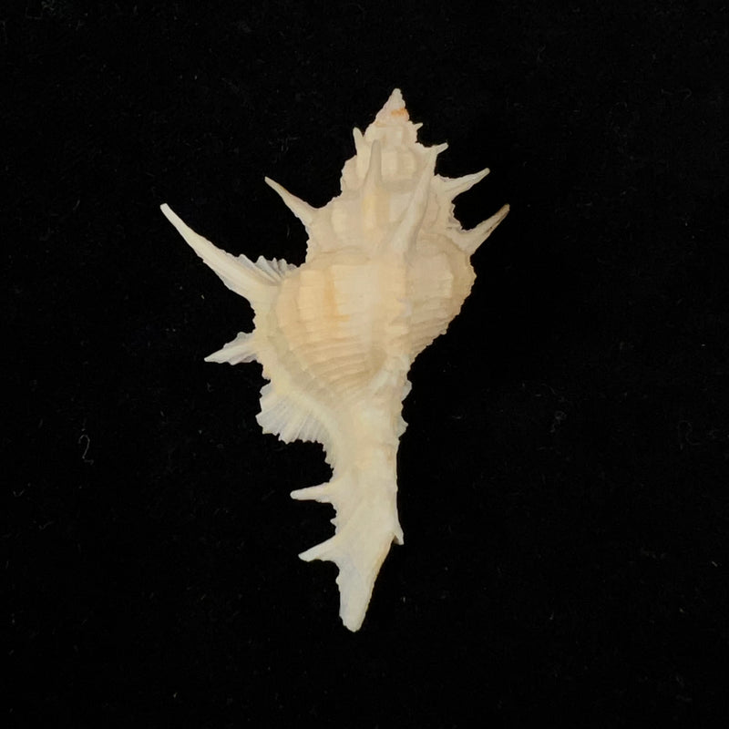Siratus formosus (G. B. Sowerby II, 1841) - 50,9mm