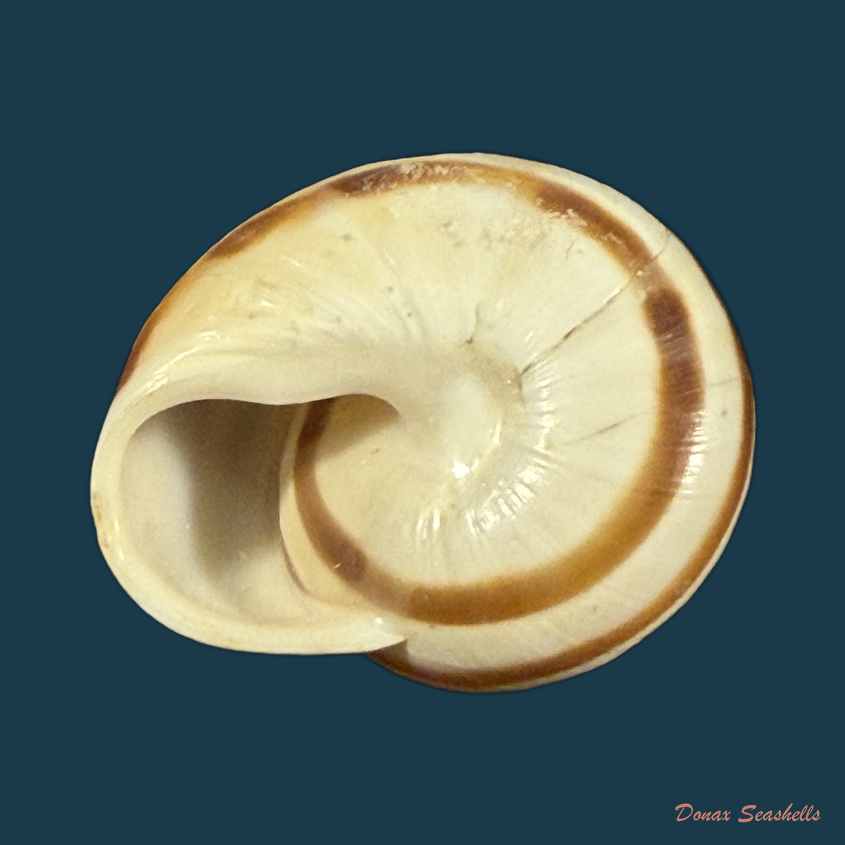 Tingitana martinae Cossignani & Ahuir, 2012 - 26,4mm