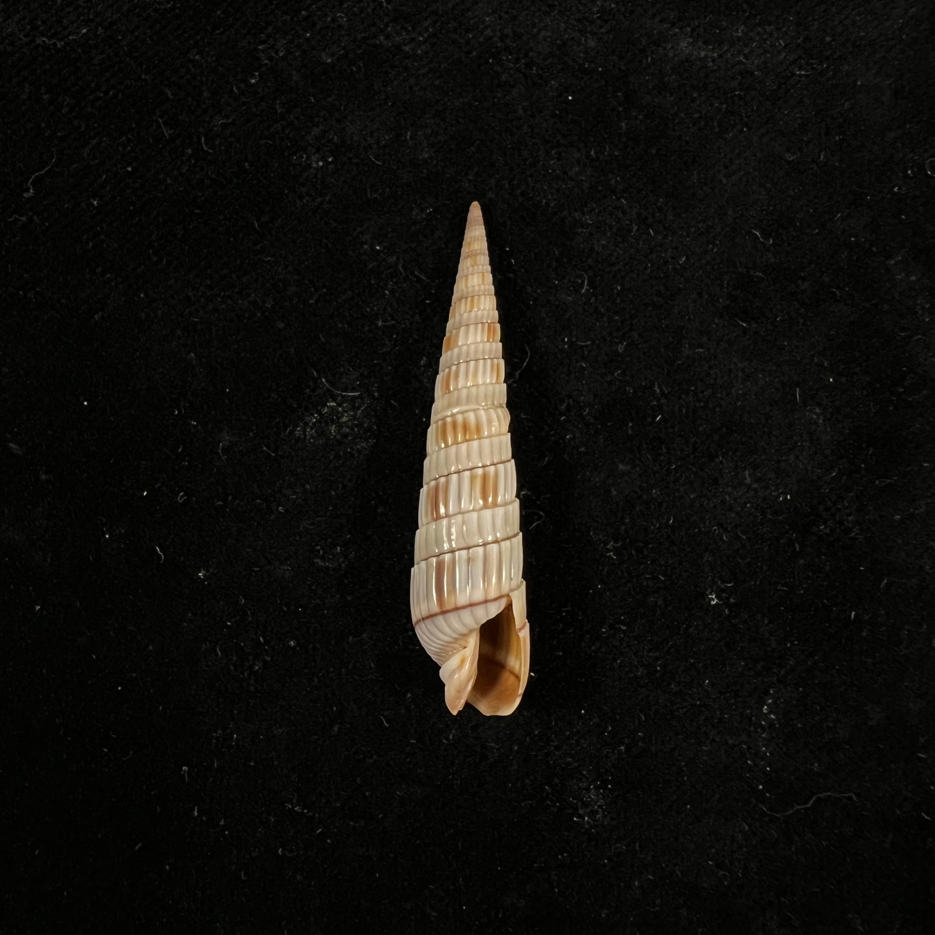 Duplicaria duplicata（林奈，1758 年） - 44 毫米