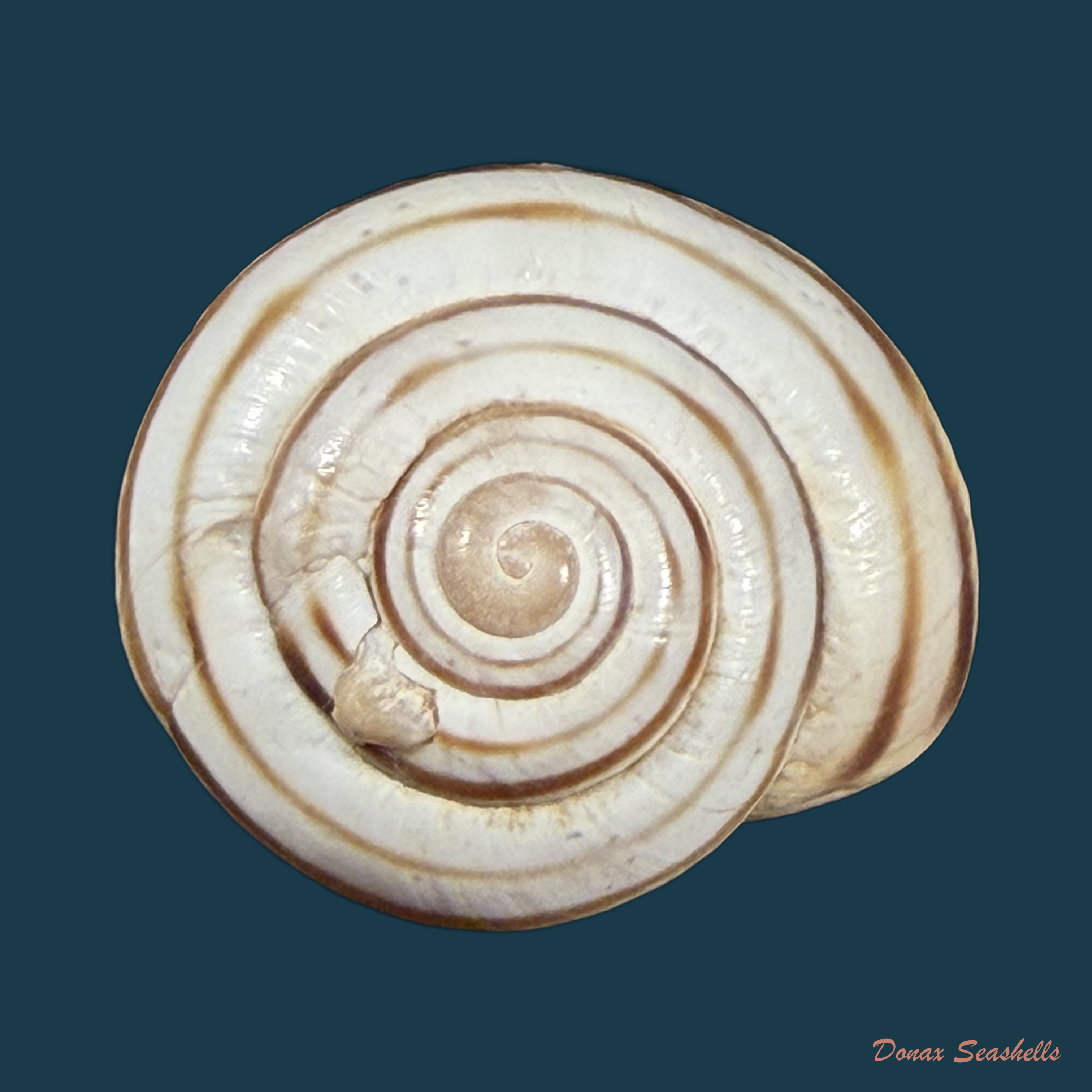 Tingitana martinae Cossignani & Ahuir, 2012 - 25,6mm