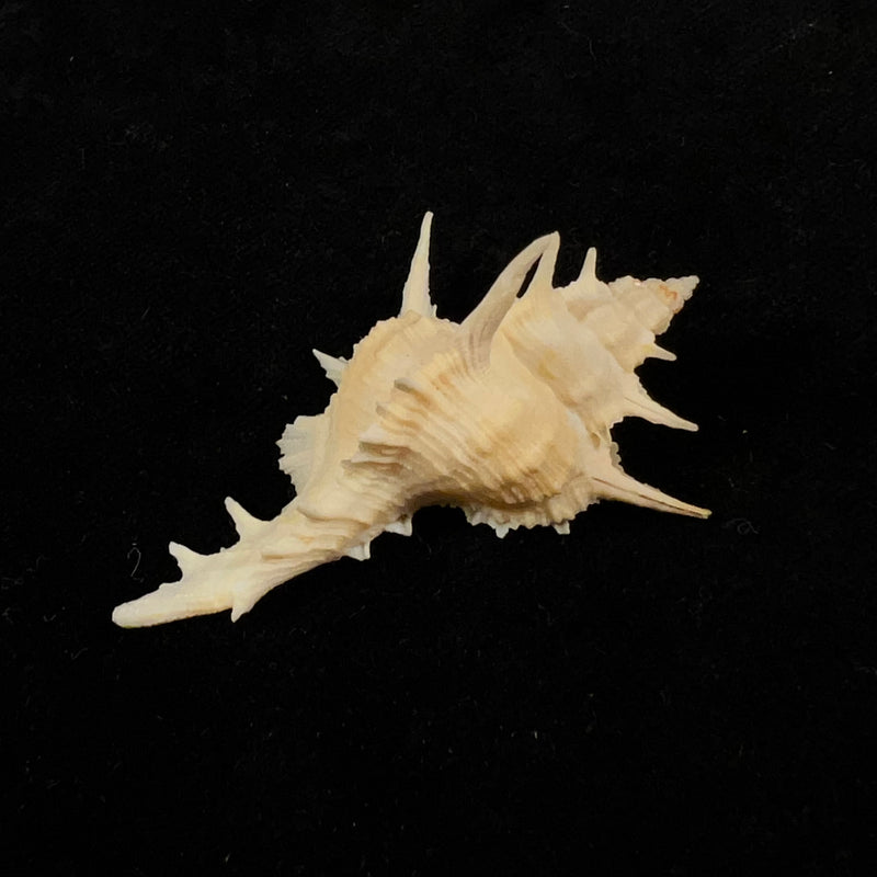 Siratus formosus (G. B. Sowerby II, 1841) - 50,9mm