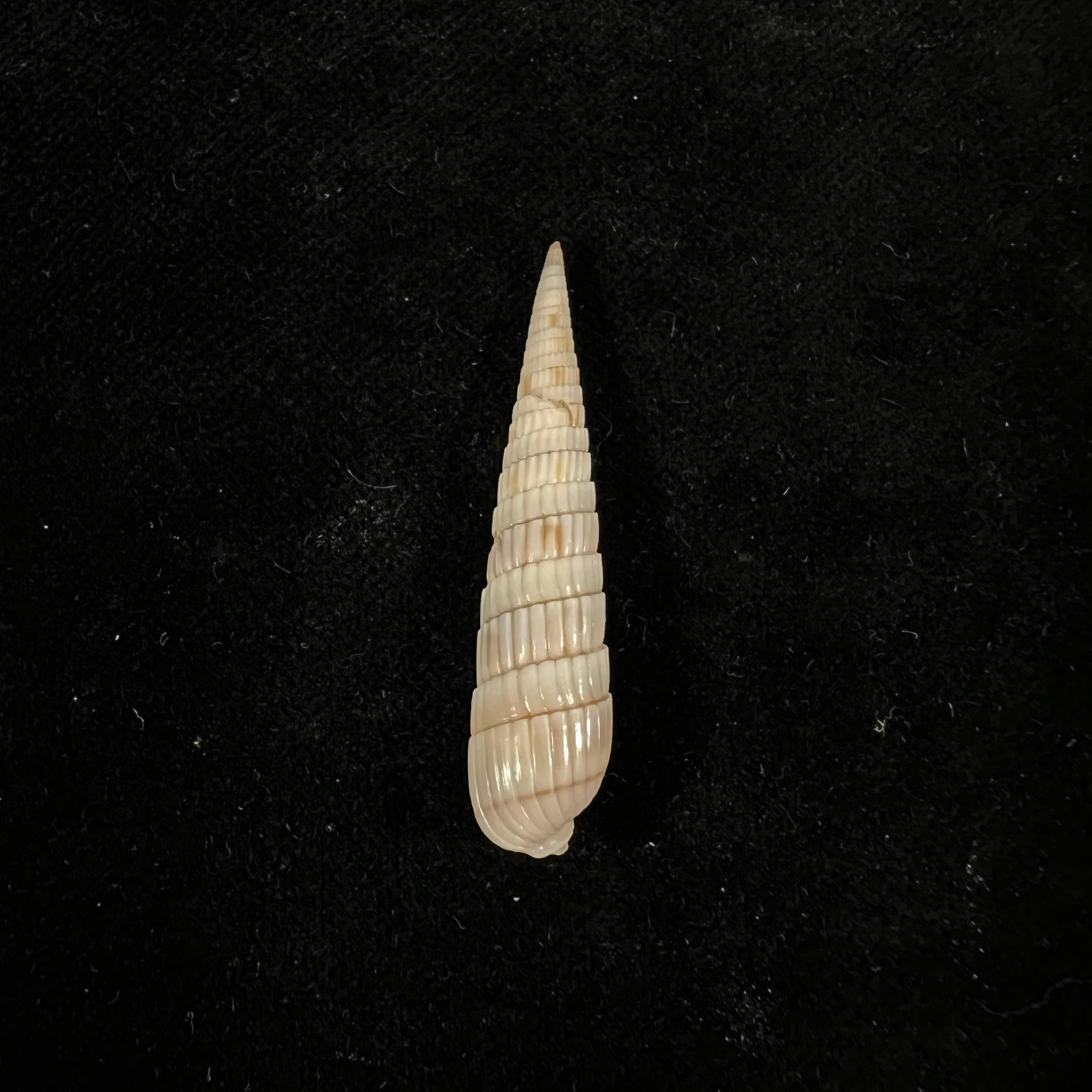 Duplicaria duplicata (林奈, 1758) - 40,4mm