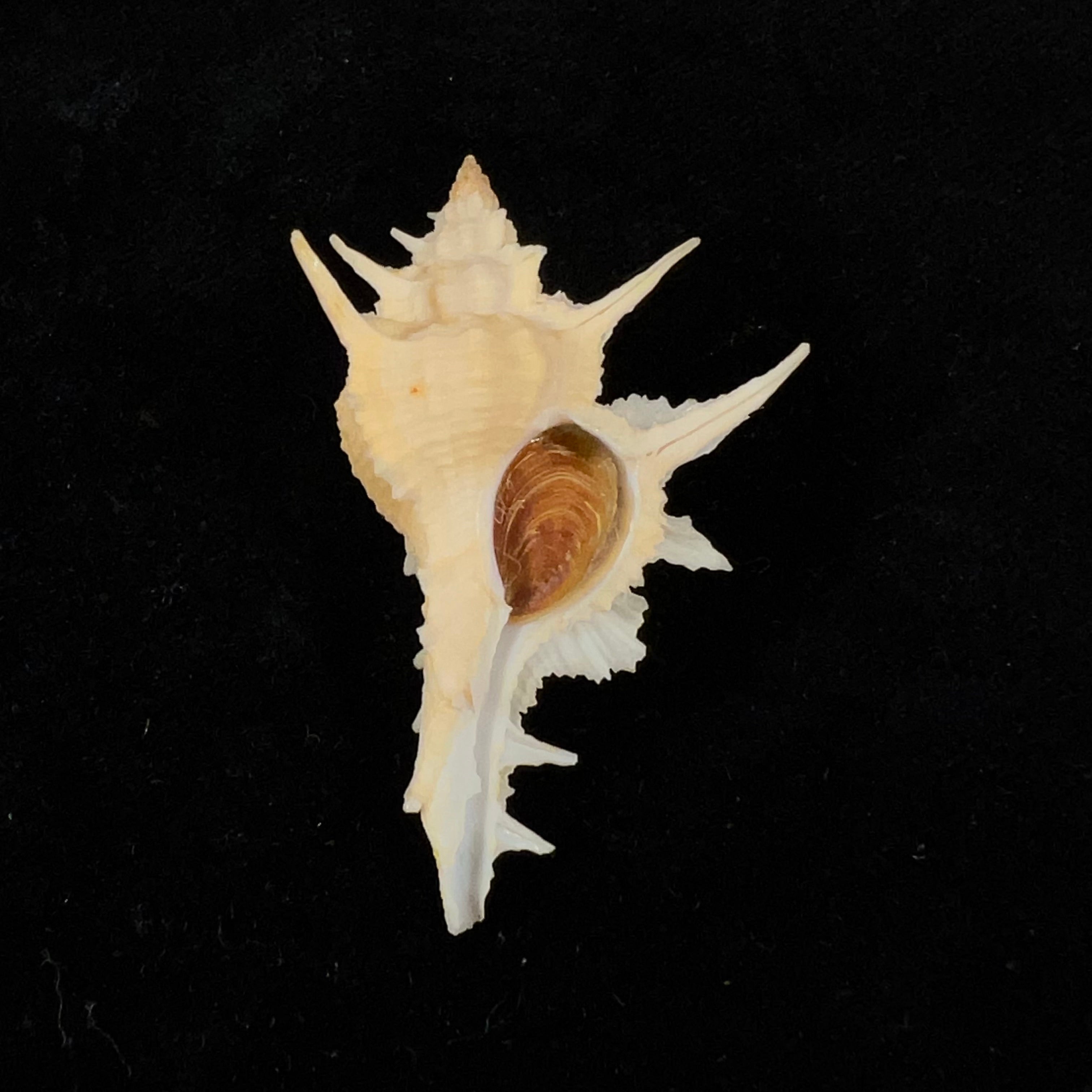 Siratus formosus (G. B. Sowerby II, 1841) - 50,9mm