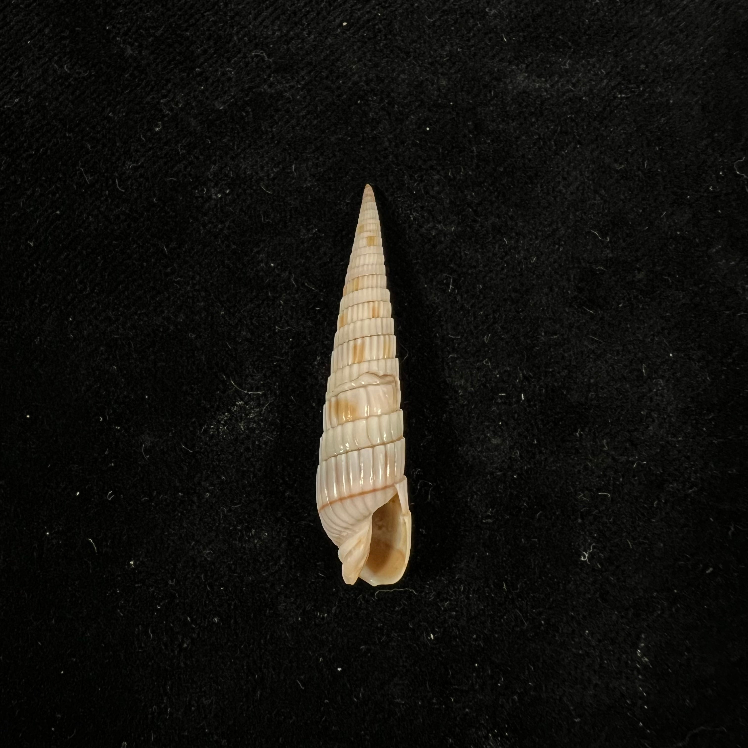 Duplicaria duplicata (林奈, 1758) - 40,4mm