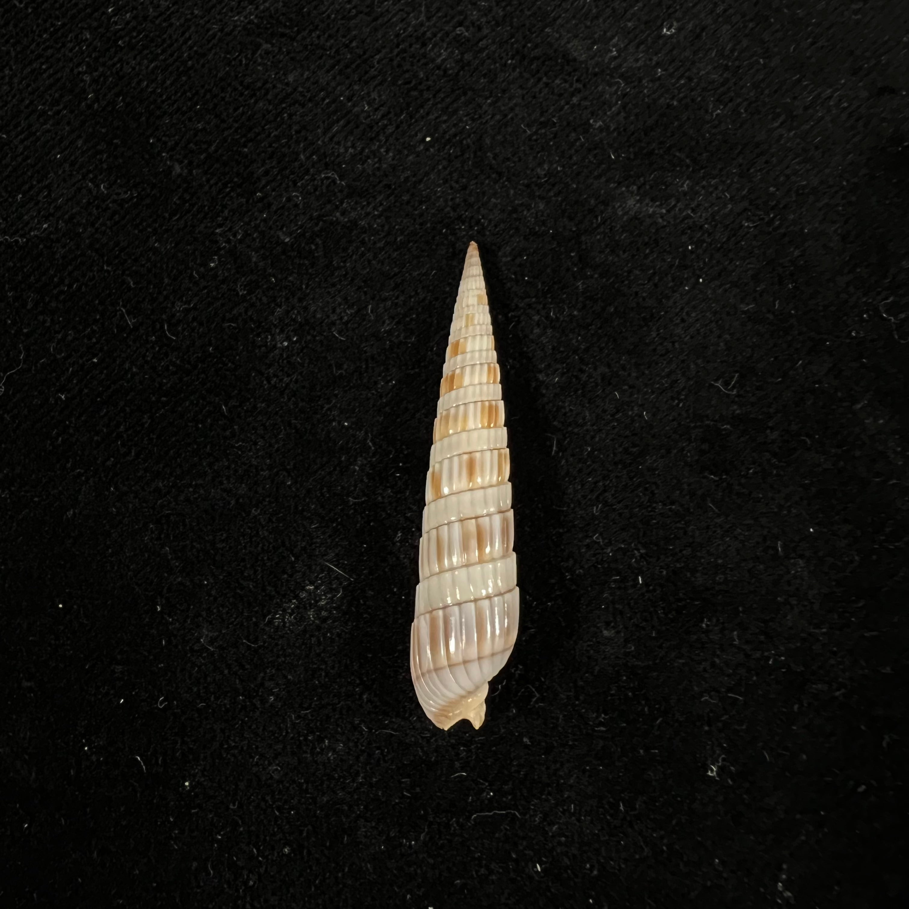 Duplicaria duplicata (林奈, 1758) - 42,3mm