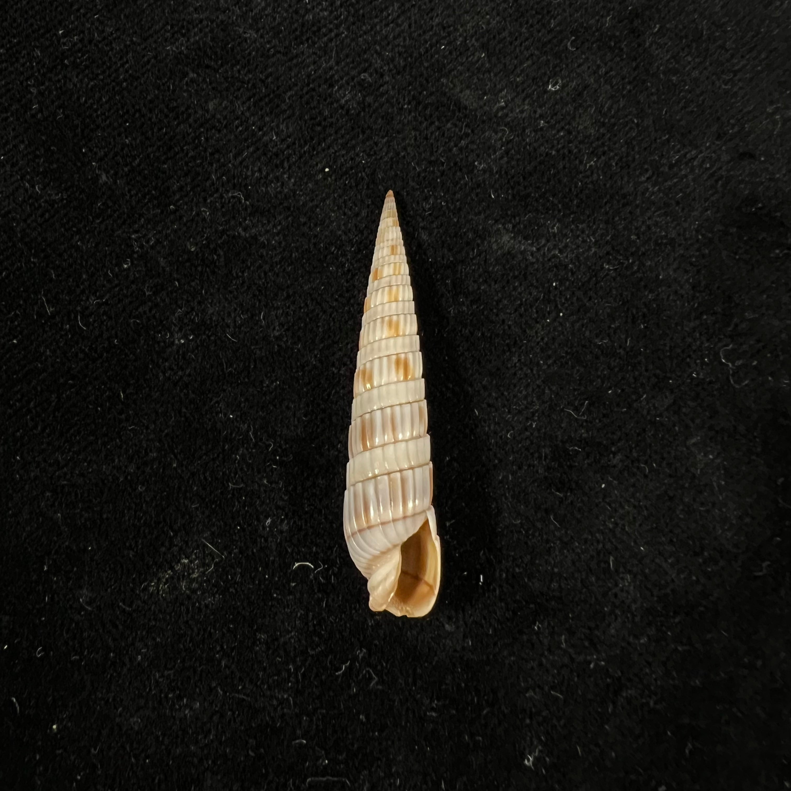 Duplicaria duplicata (林奈, 1758) - 42,3mm