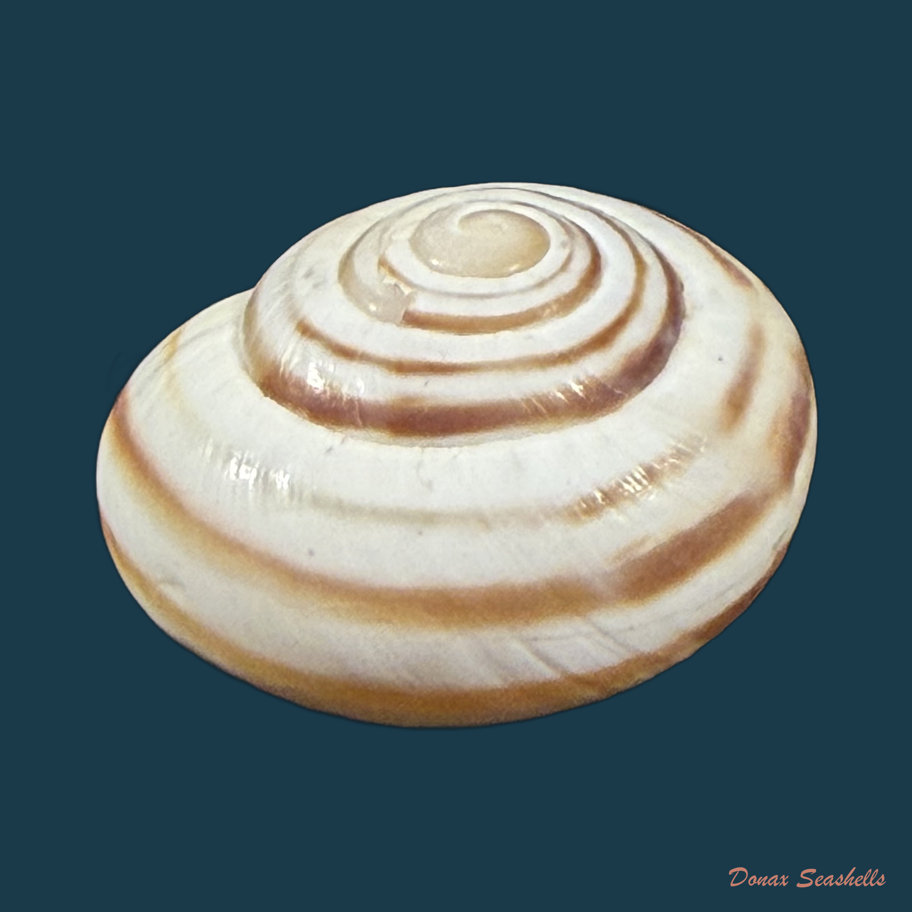 Tingitana martinae Cossignani & Ahuir, 2012 - 25,9mm