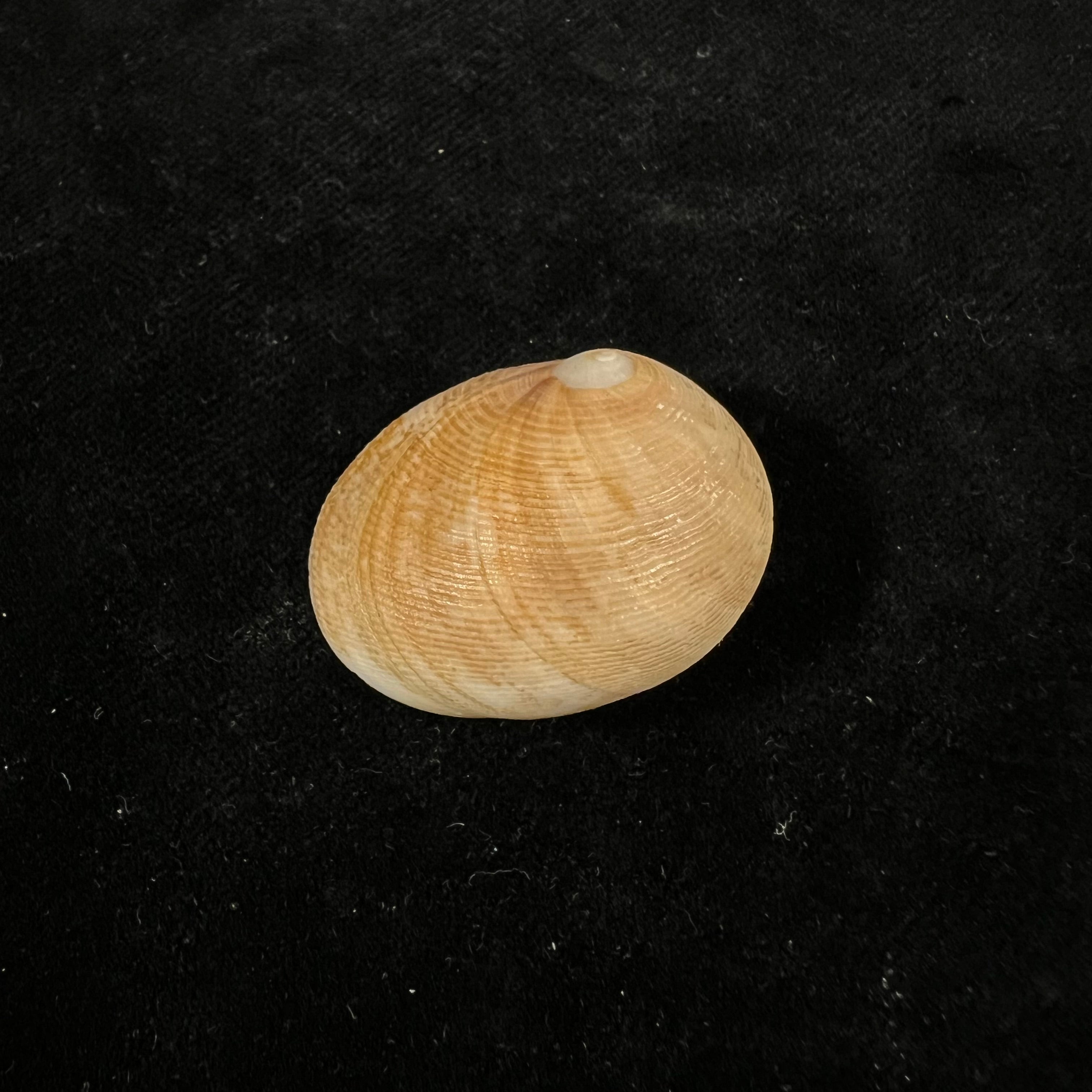 凹窦 (Lamarck, 1822) - 33,1mm