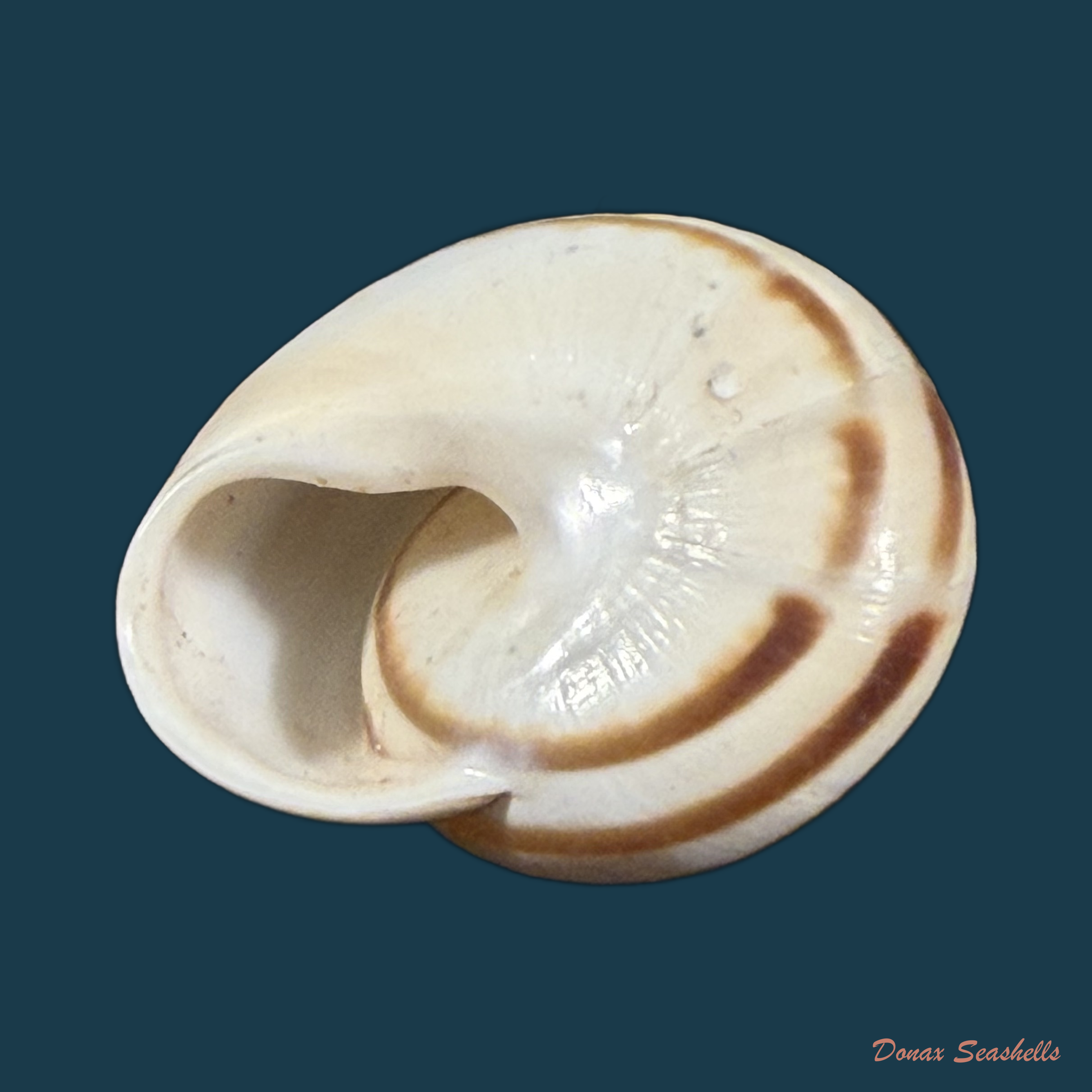 Tingitana martinae Cossignani & Ahuir, 2012 - 25,9mm