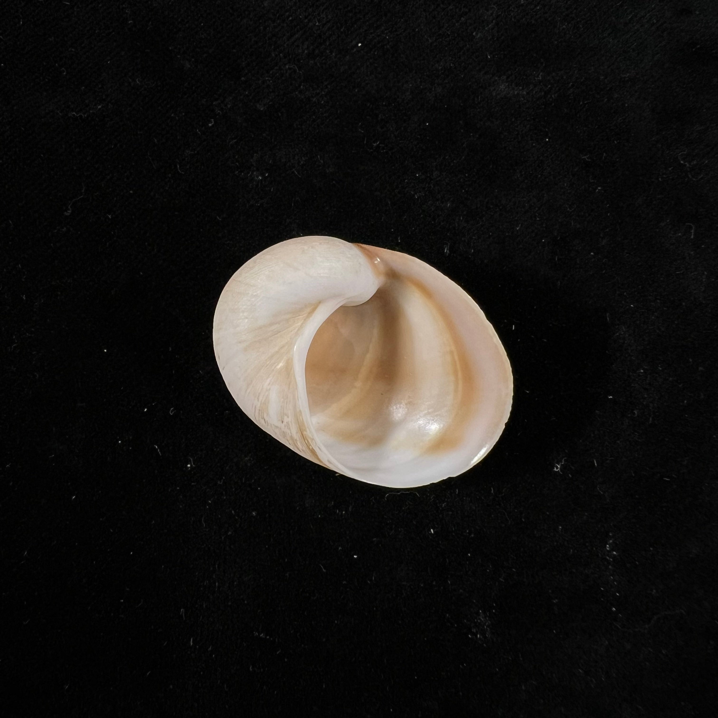 凹窦 (Lamarck, 1822) - 33,1mm