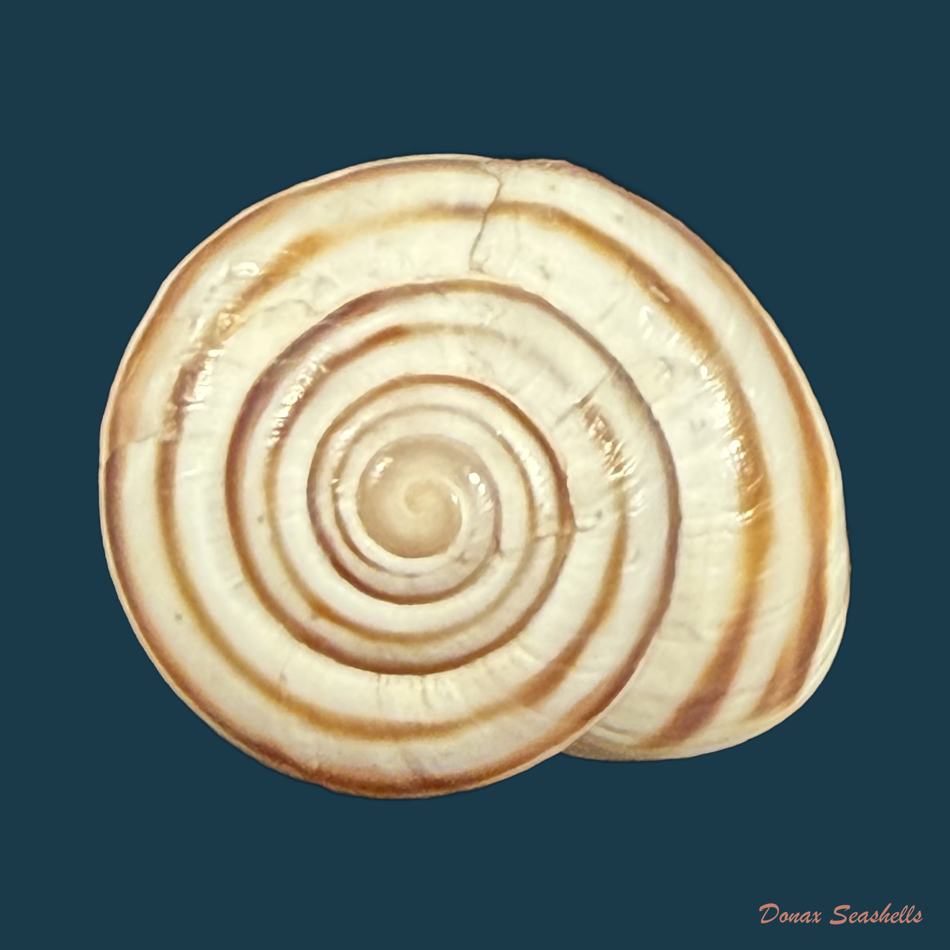 Tingitana martinae Cossignani & Ahuir, 2012 - 26,1mm