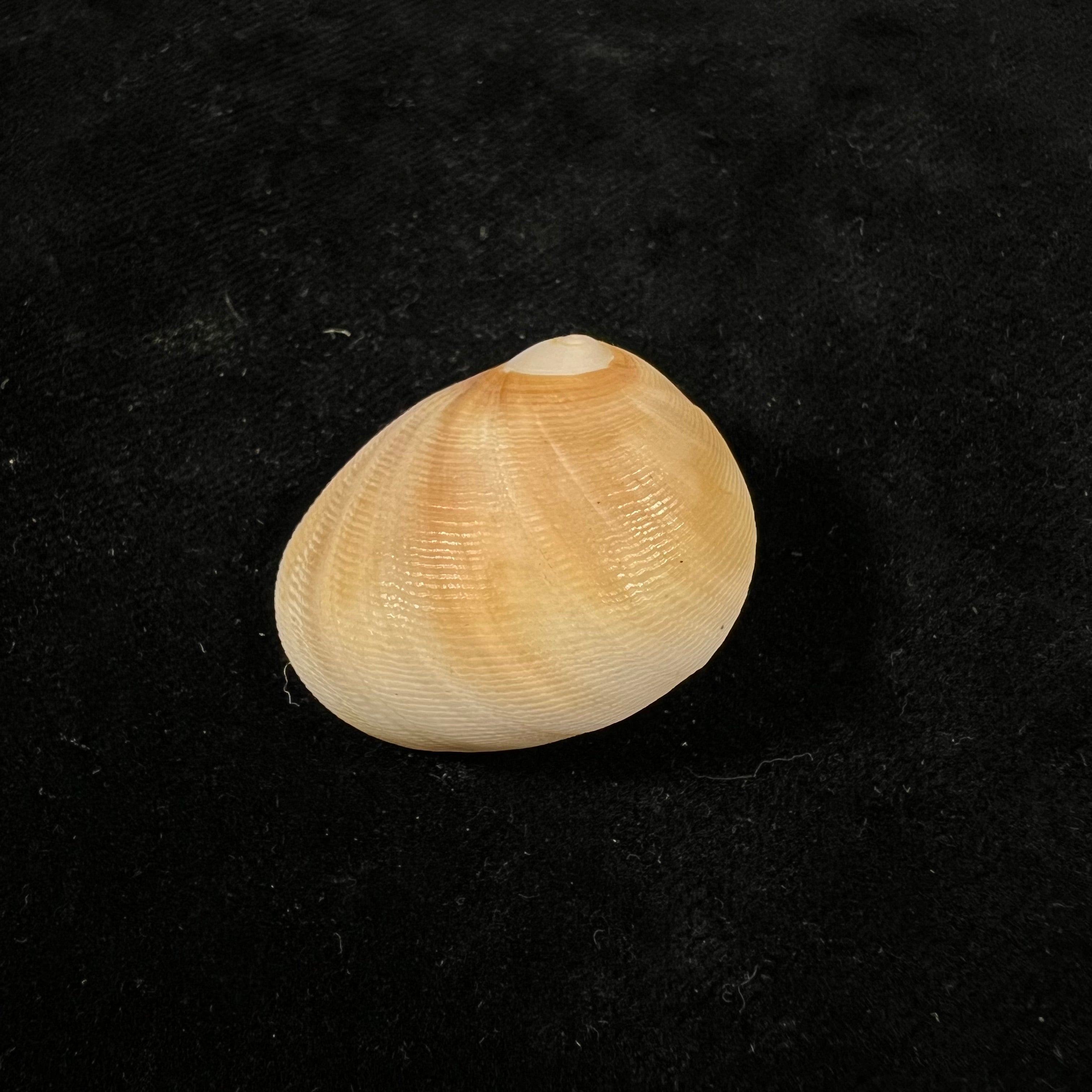 凹窦 (Lamarck, 1822) - 32,9mm