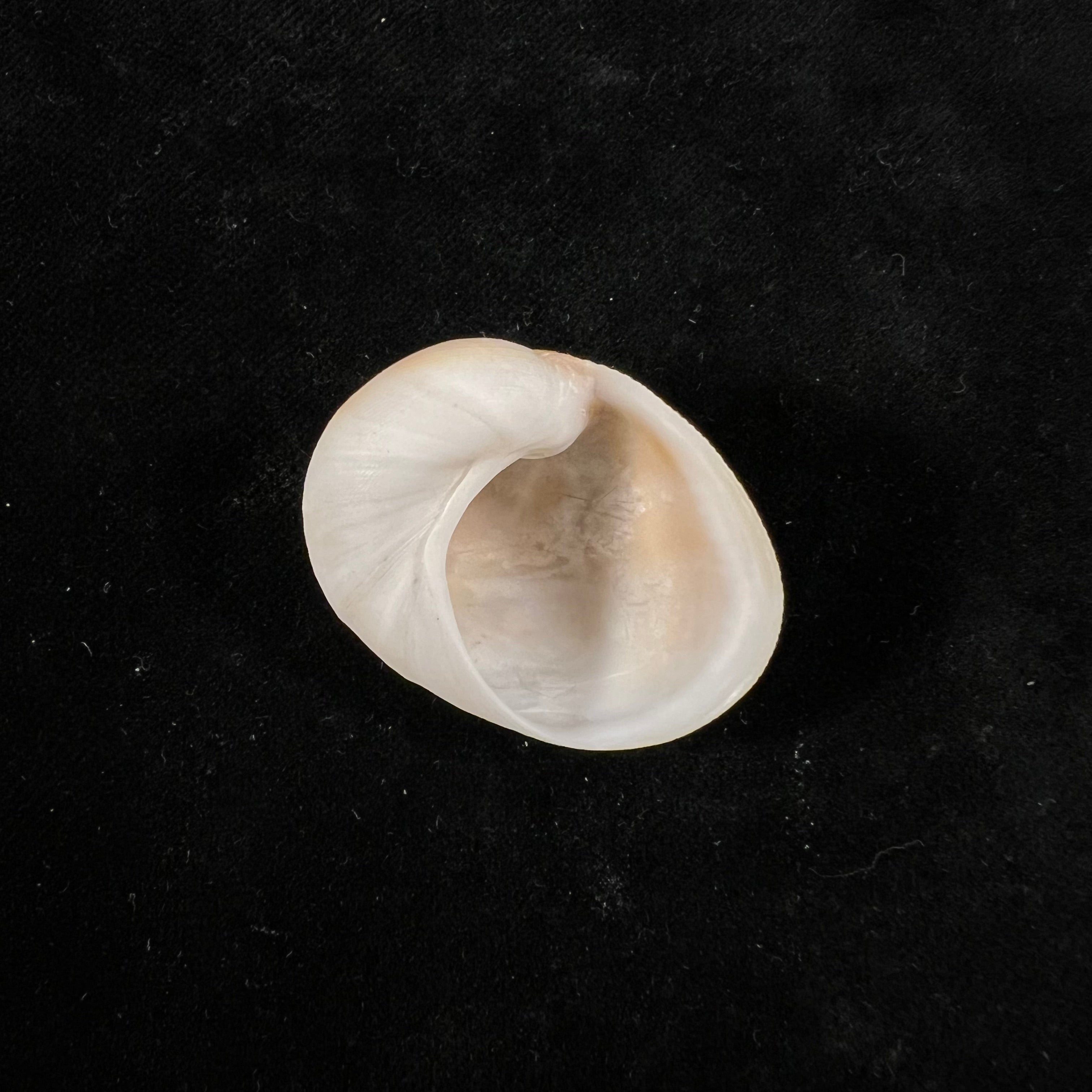 凹窦 (Lamarck, 1822) - 32,9mm